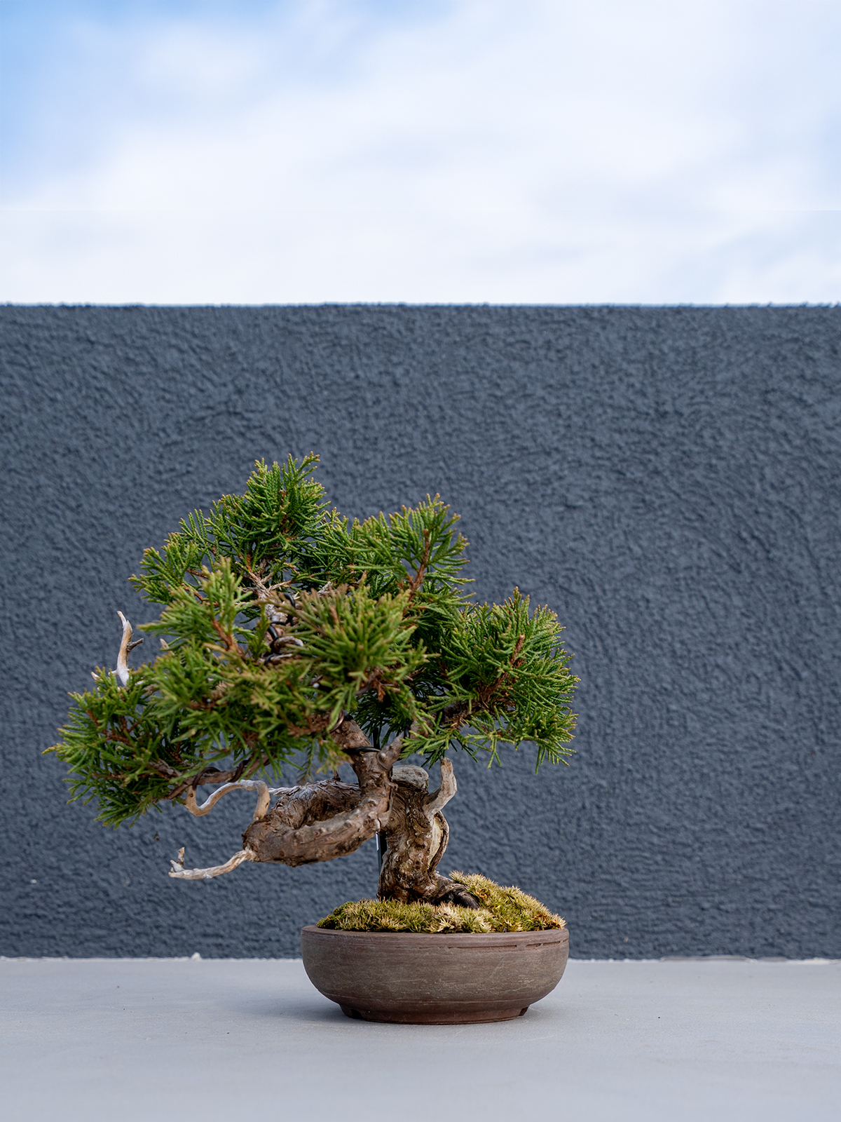 小品盆栽(小) - 画像 (5)