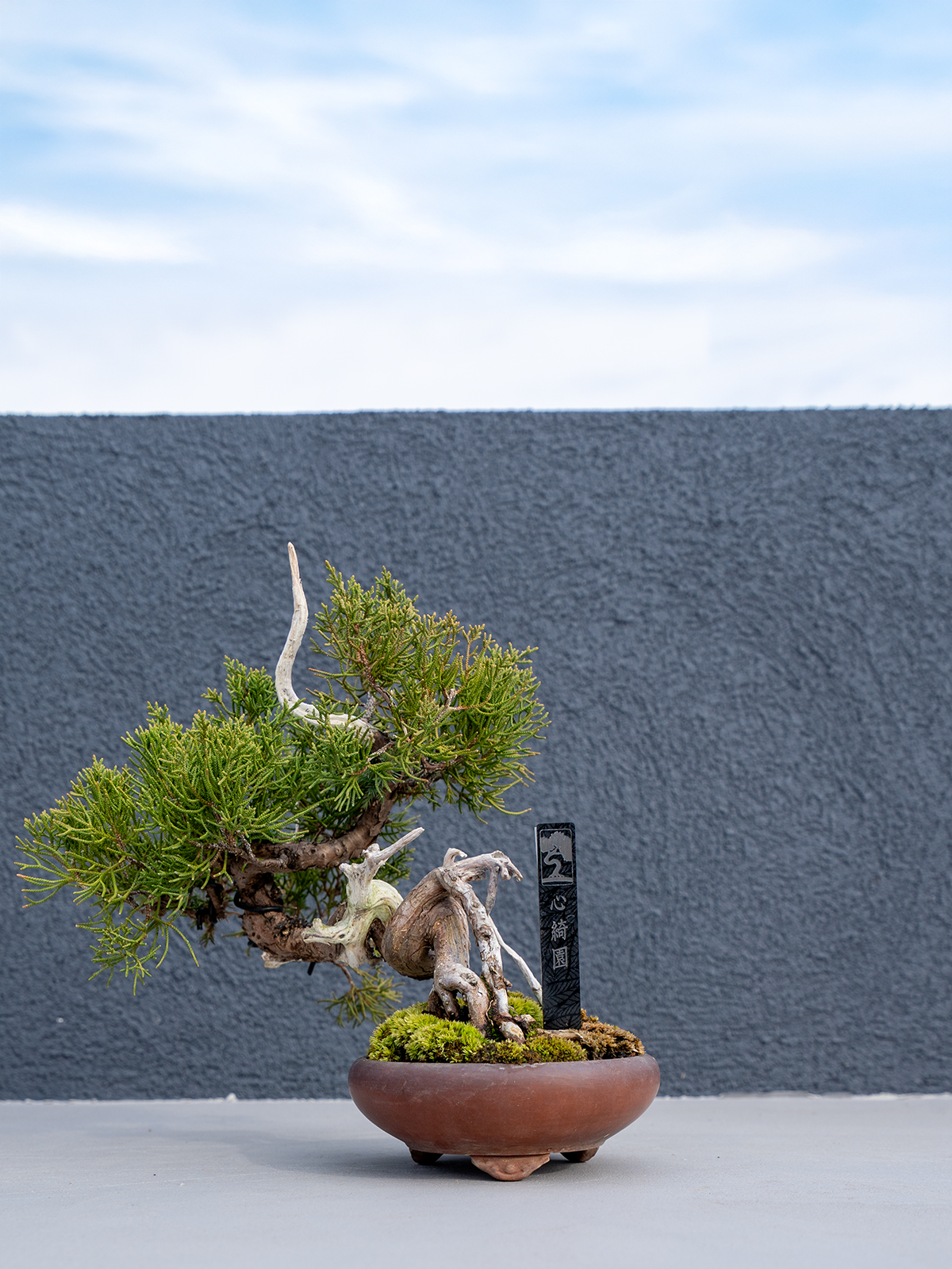 小品盆栽(小) - 画像 (6)