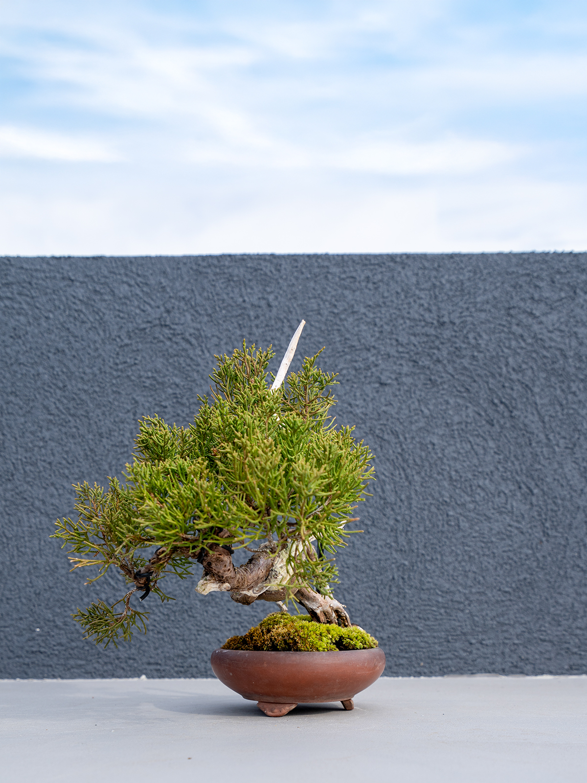 小品盆栽(小) - 画像 (9)