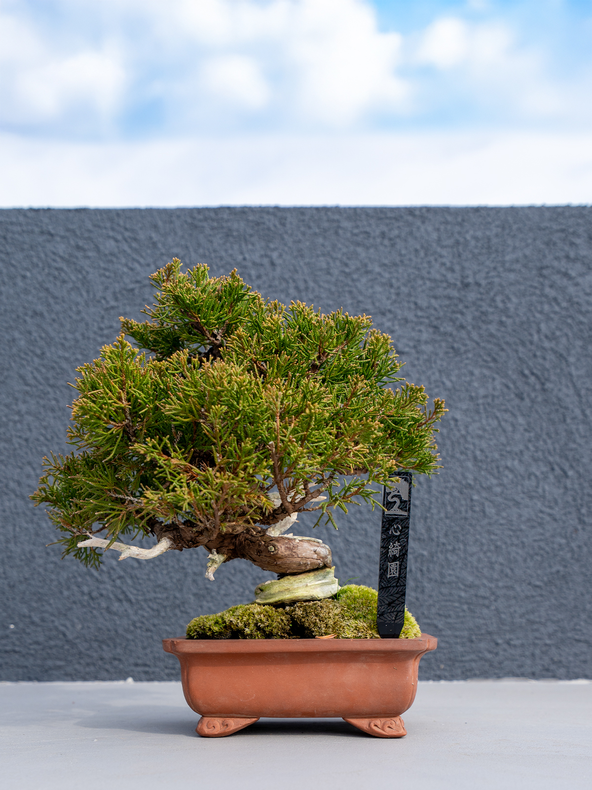 小品盆栽(小) - 画像 (10)