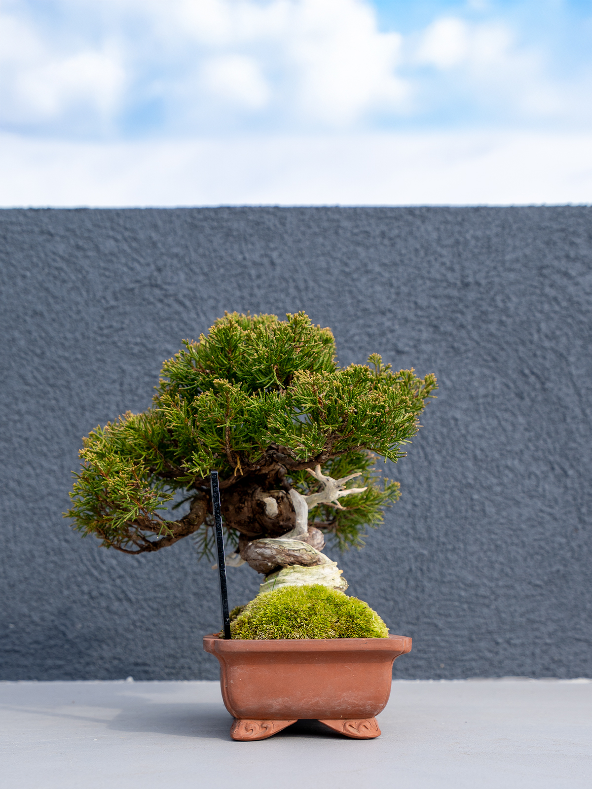 小品盆栽(小) - 画像 (11)