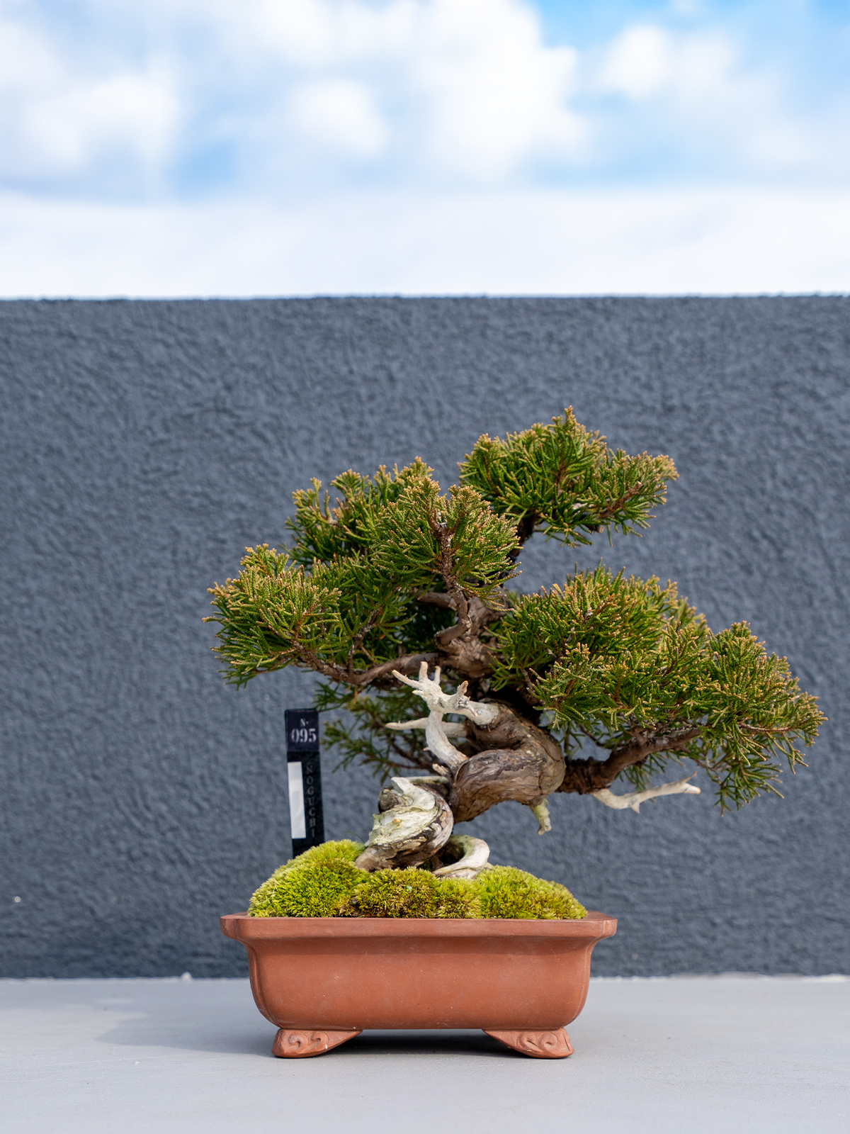 小品盆栽(小) - 画像 (12)