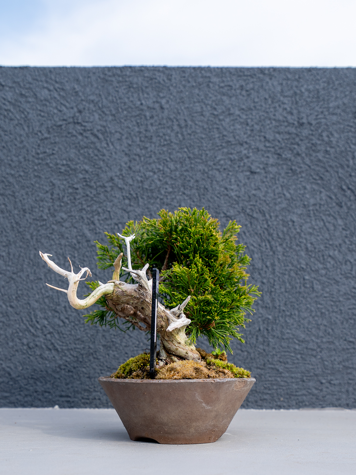 小品盆栽(小) - 画像 (15)