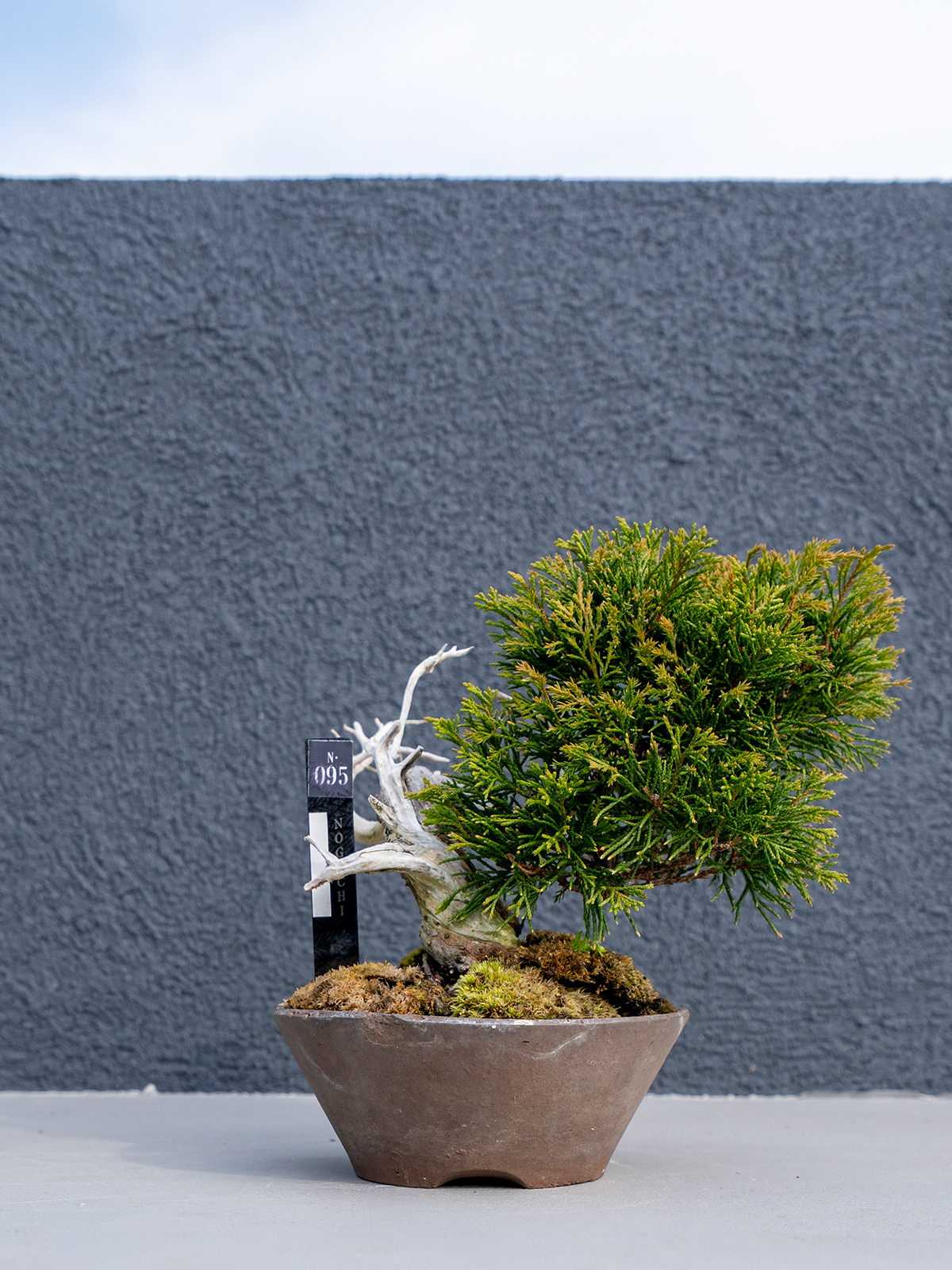 小品盆栽(小) - 画像 (16)