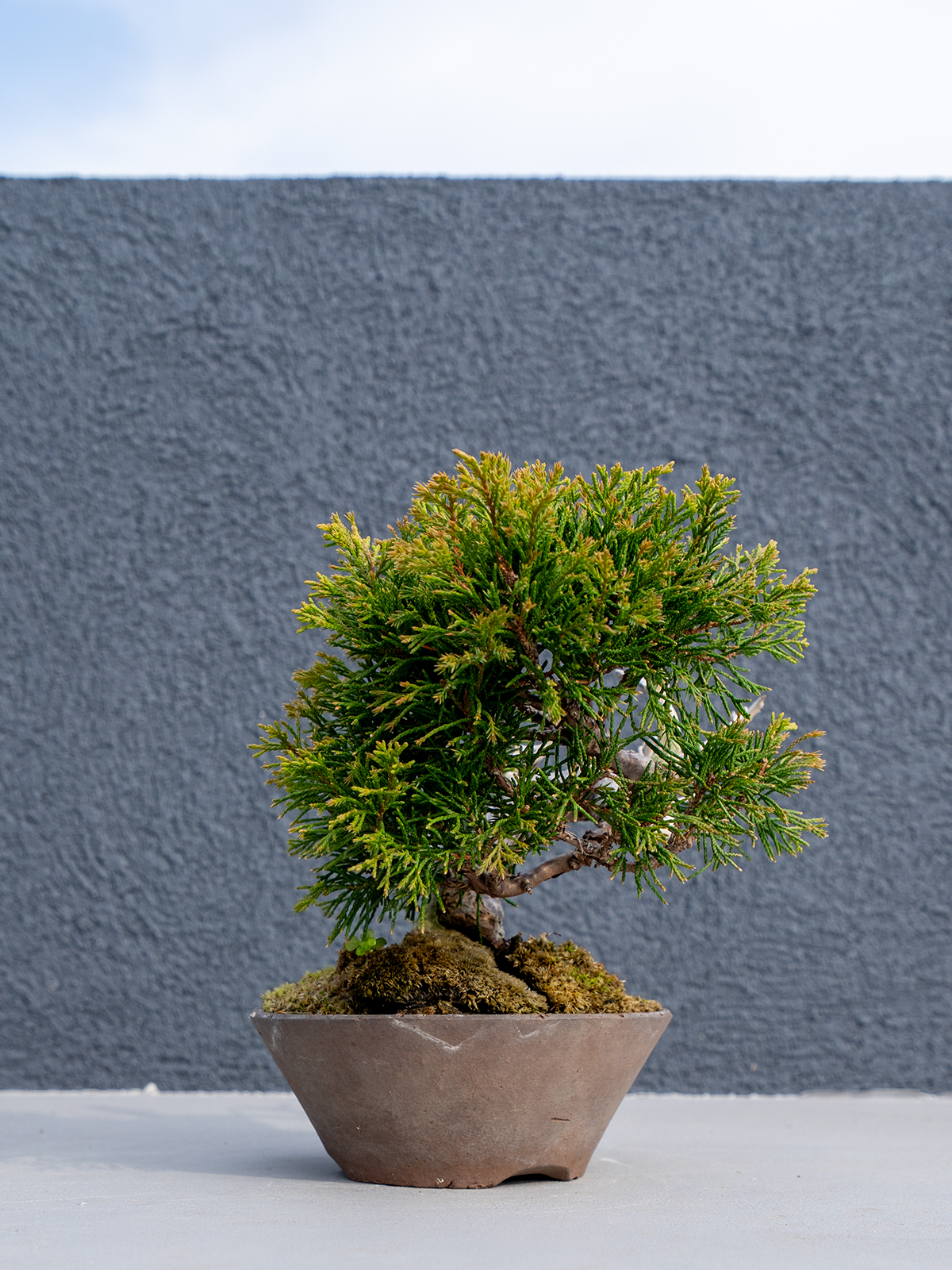 小品盆栽(小) - 画像 (17)