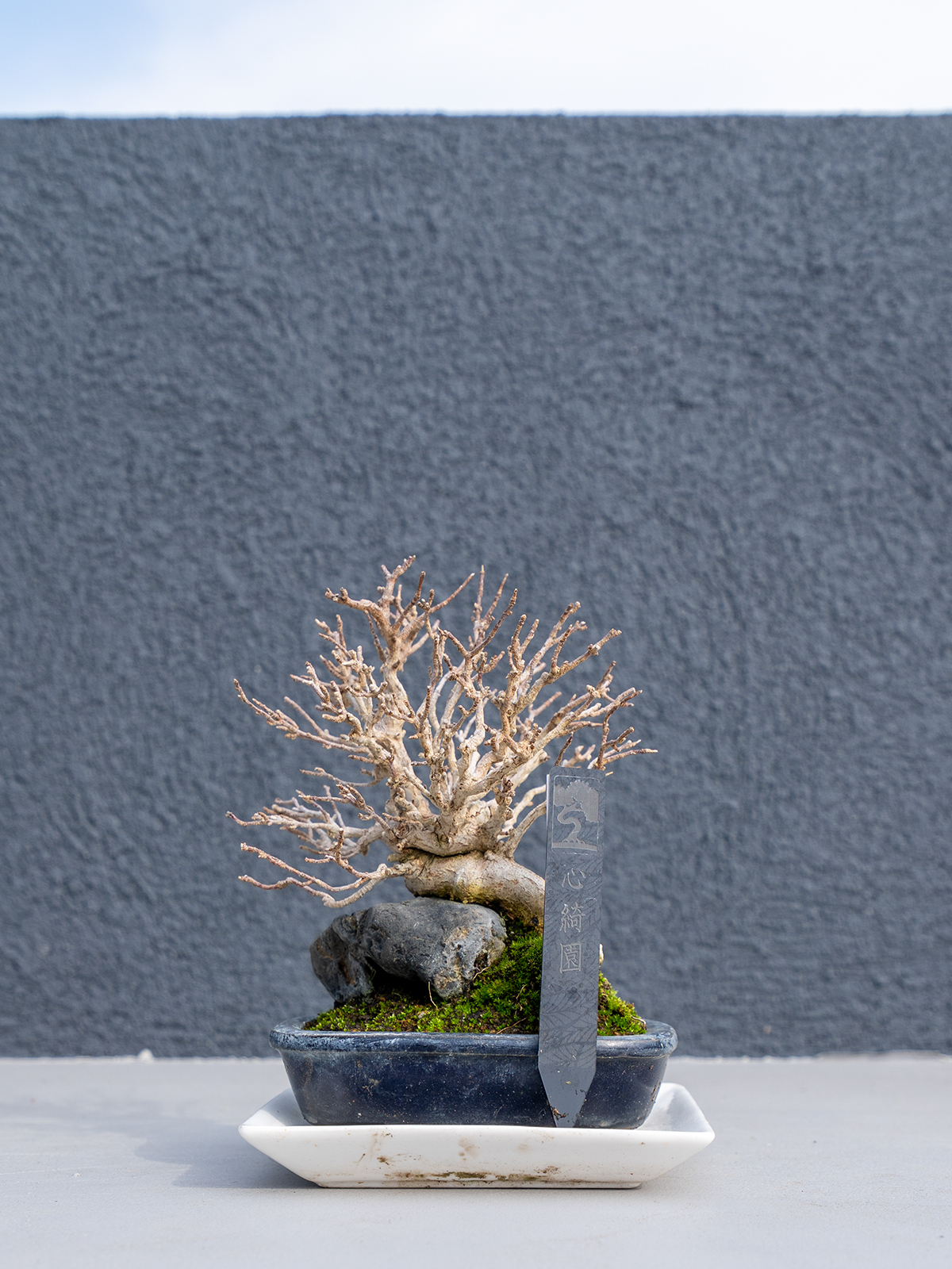 小品盆栽(小) - 画像 (18)