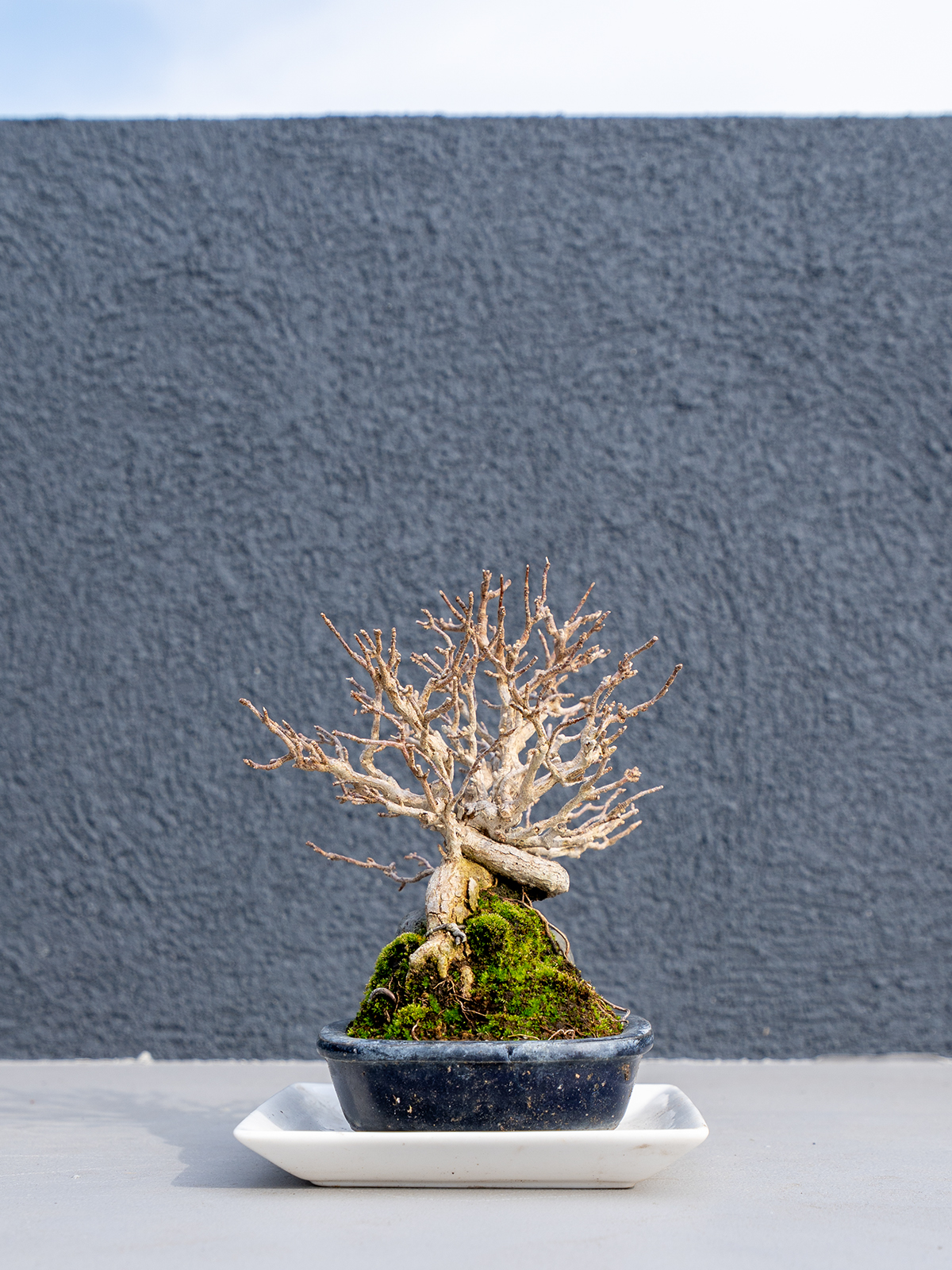 小品盆栽(小) - 画像 (19)