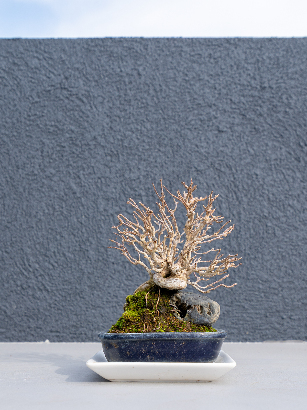 小品盆栽(小) - 画像 (20)