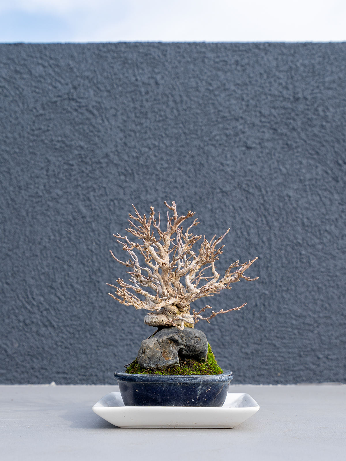 小品盆栽(小) - 画像 (21)