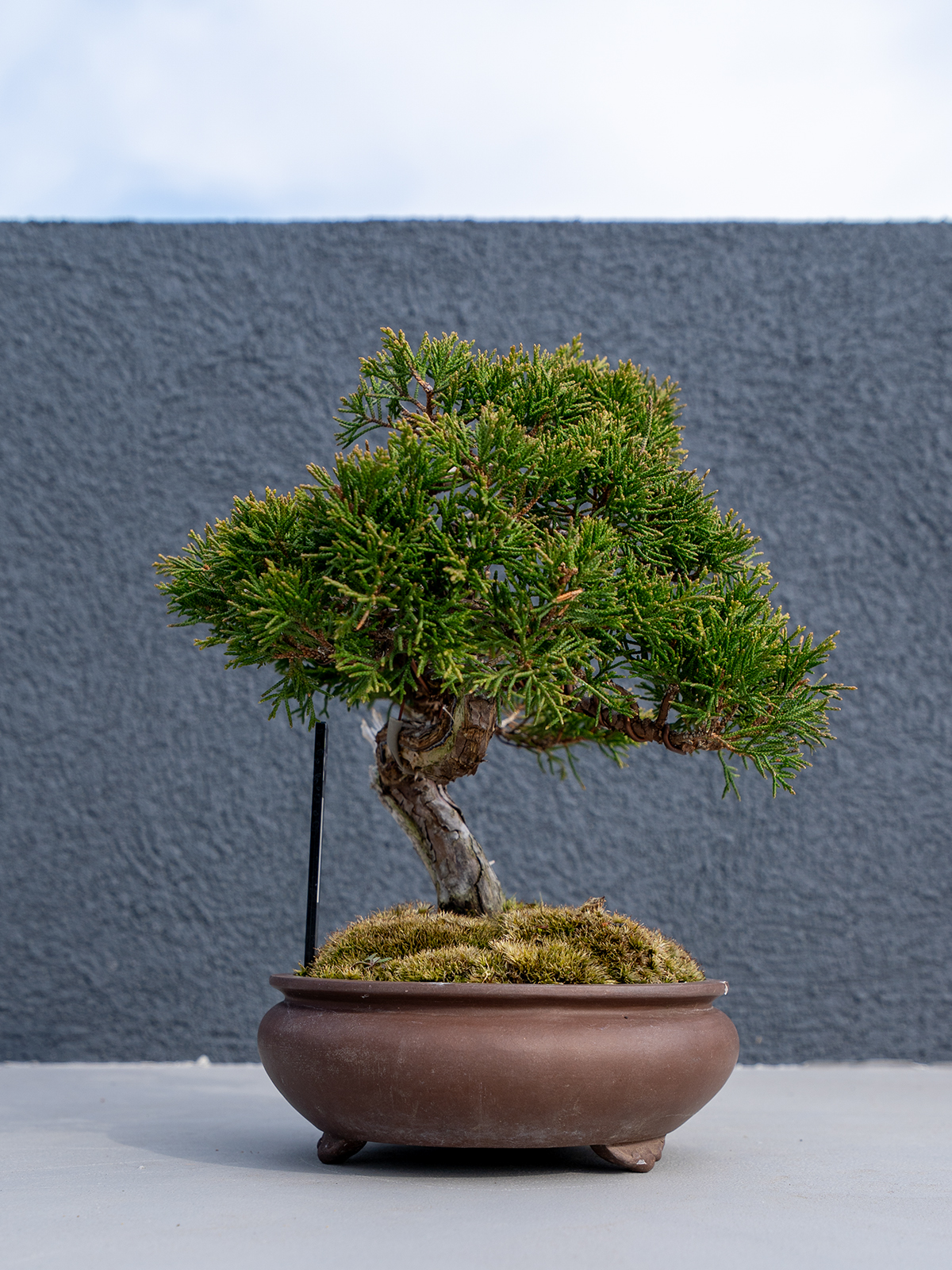 小品盆栽(小) - 画像 (23)