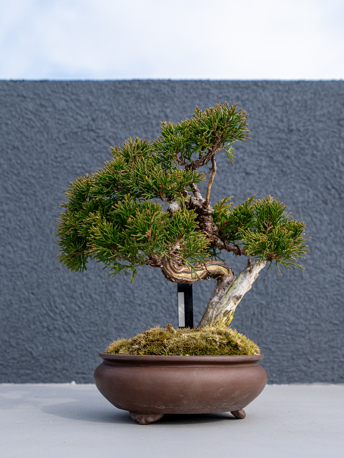 小品盆栽(小) - 画像 (24)