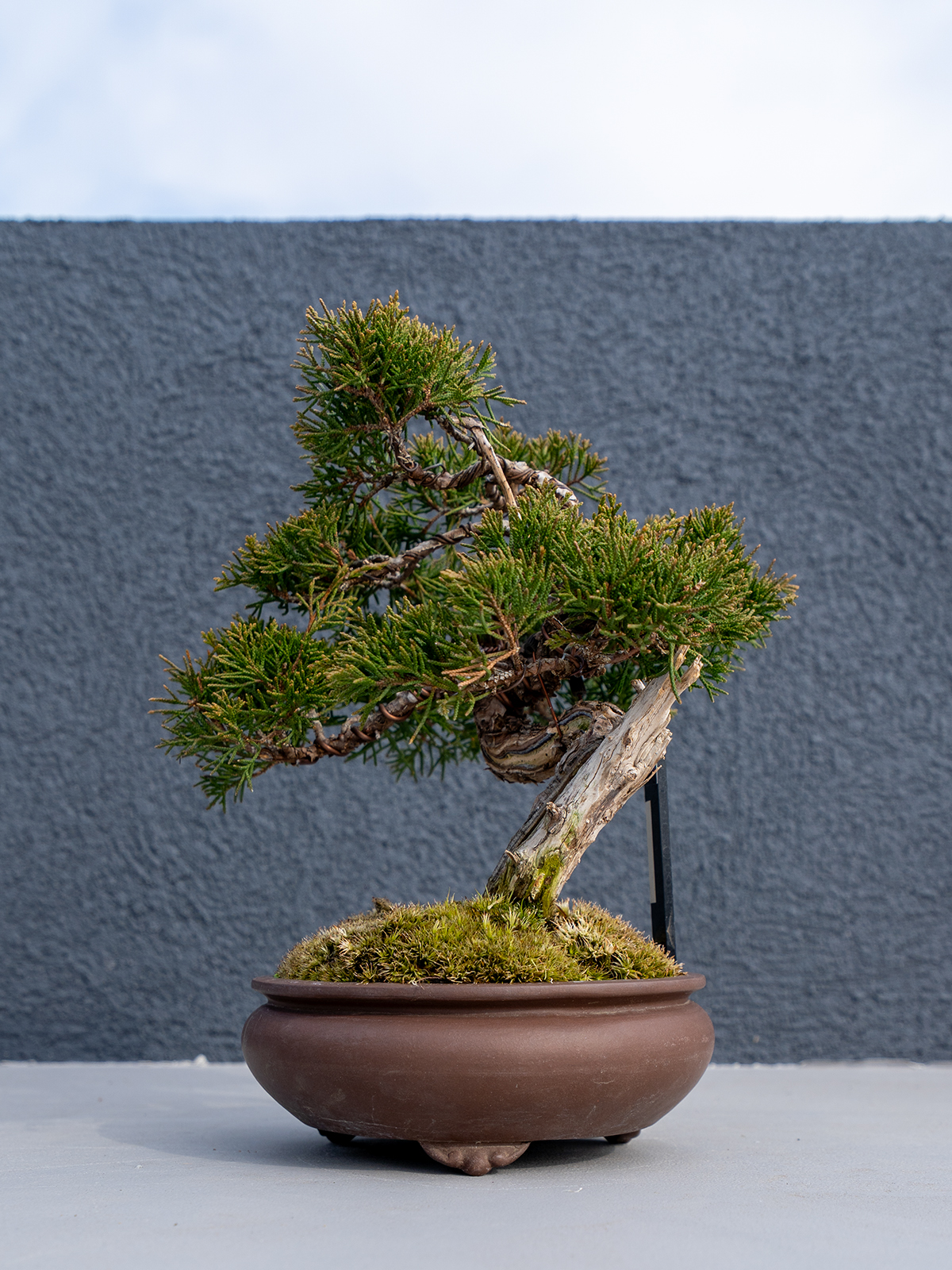 小品盆栽(小) - 画像 (25)