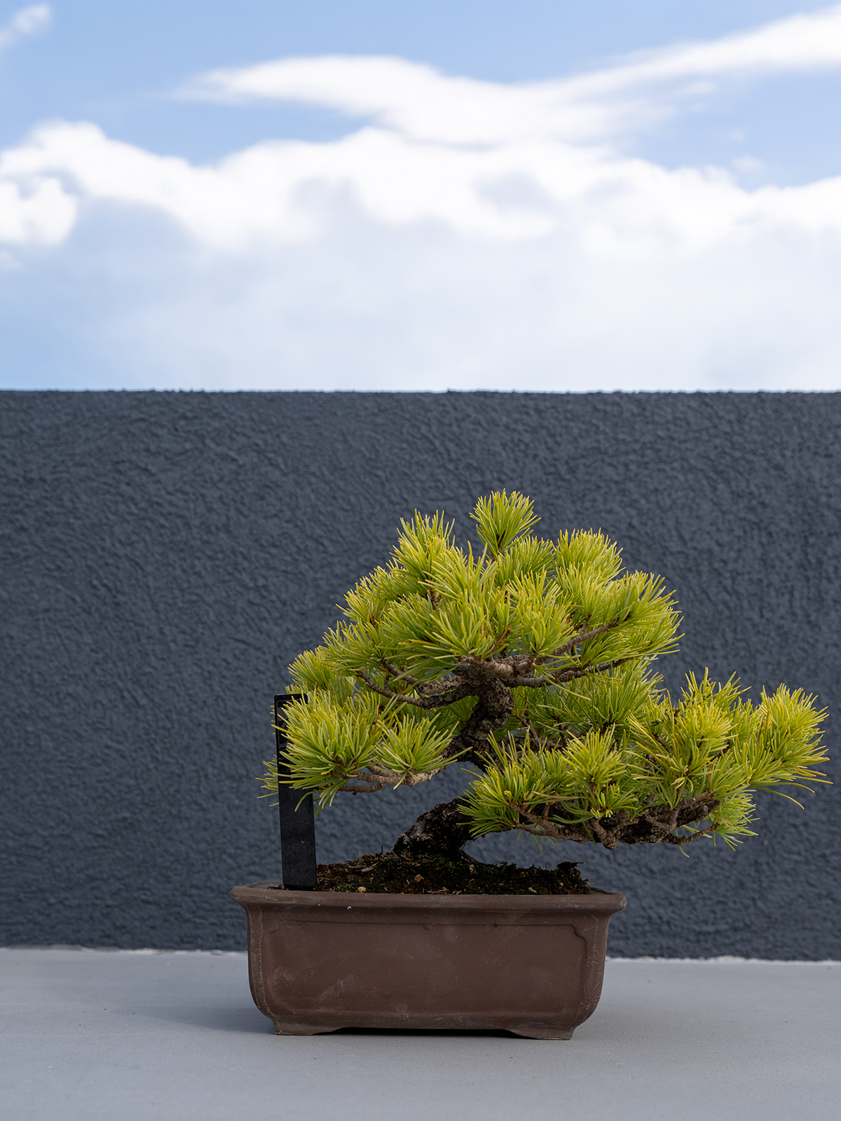 小品盆栽(小) - 画像 (2)