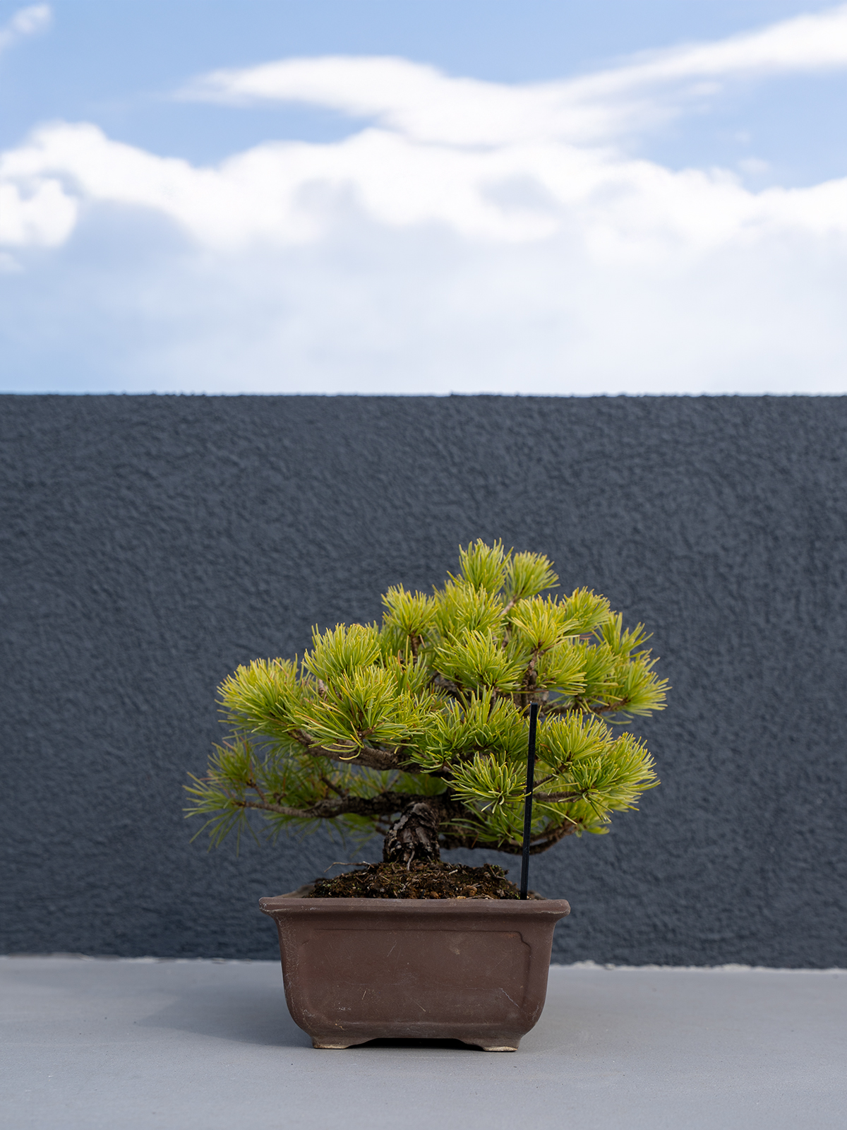 小品盆栽(小) - 画像 (5)