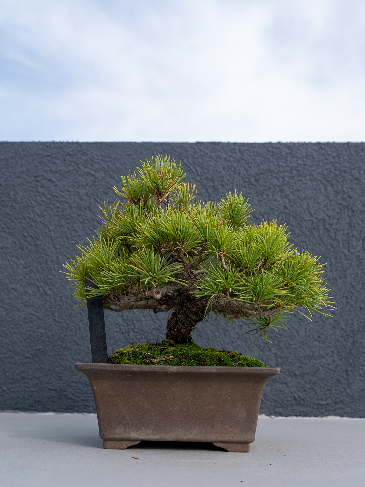 小品盆栽(小) - 画像 (6)