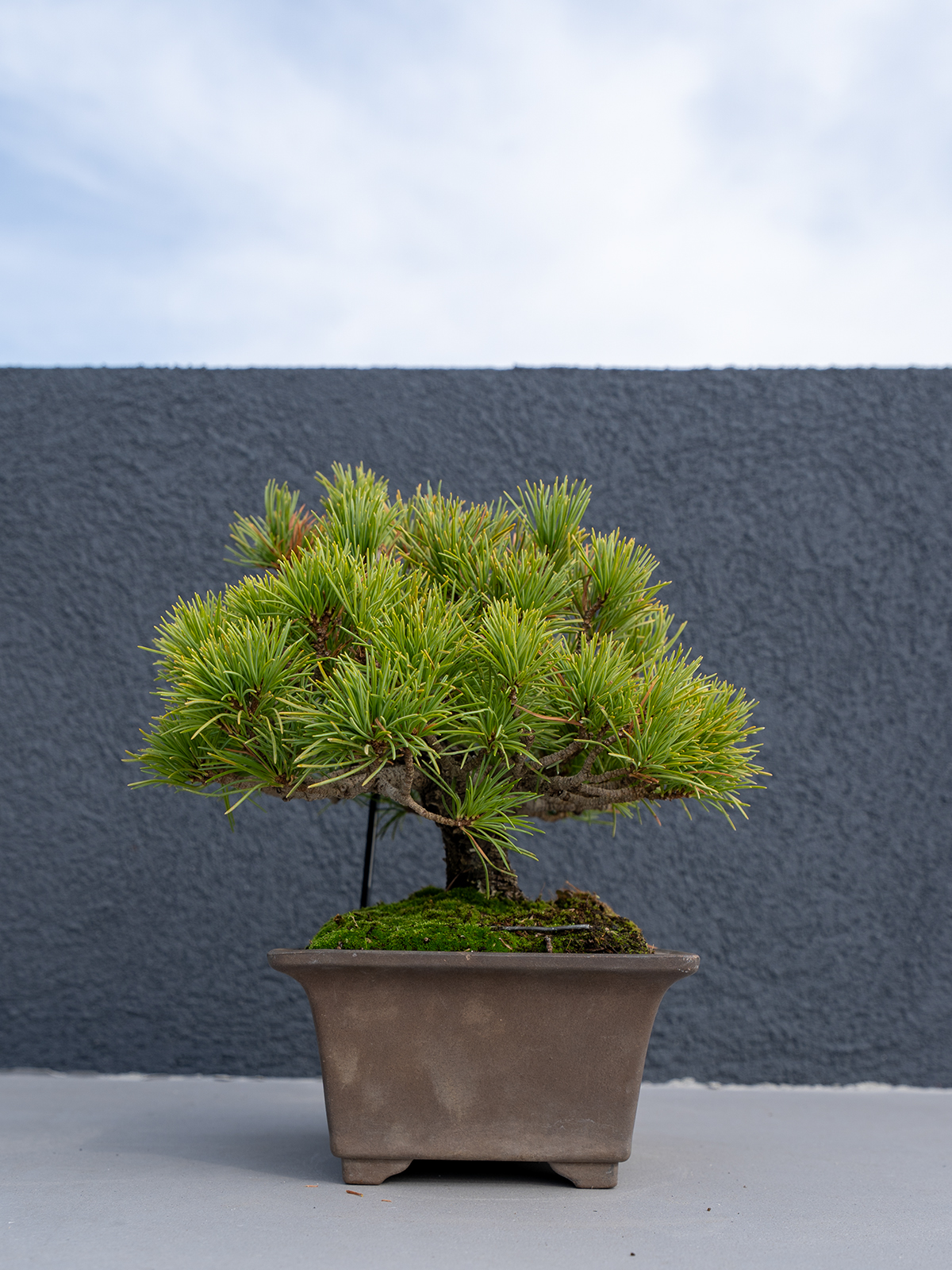 小品盆栽(小) - 画像 (7)