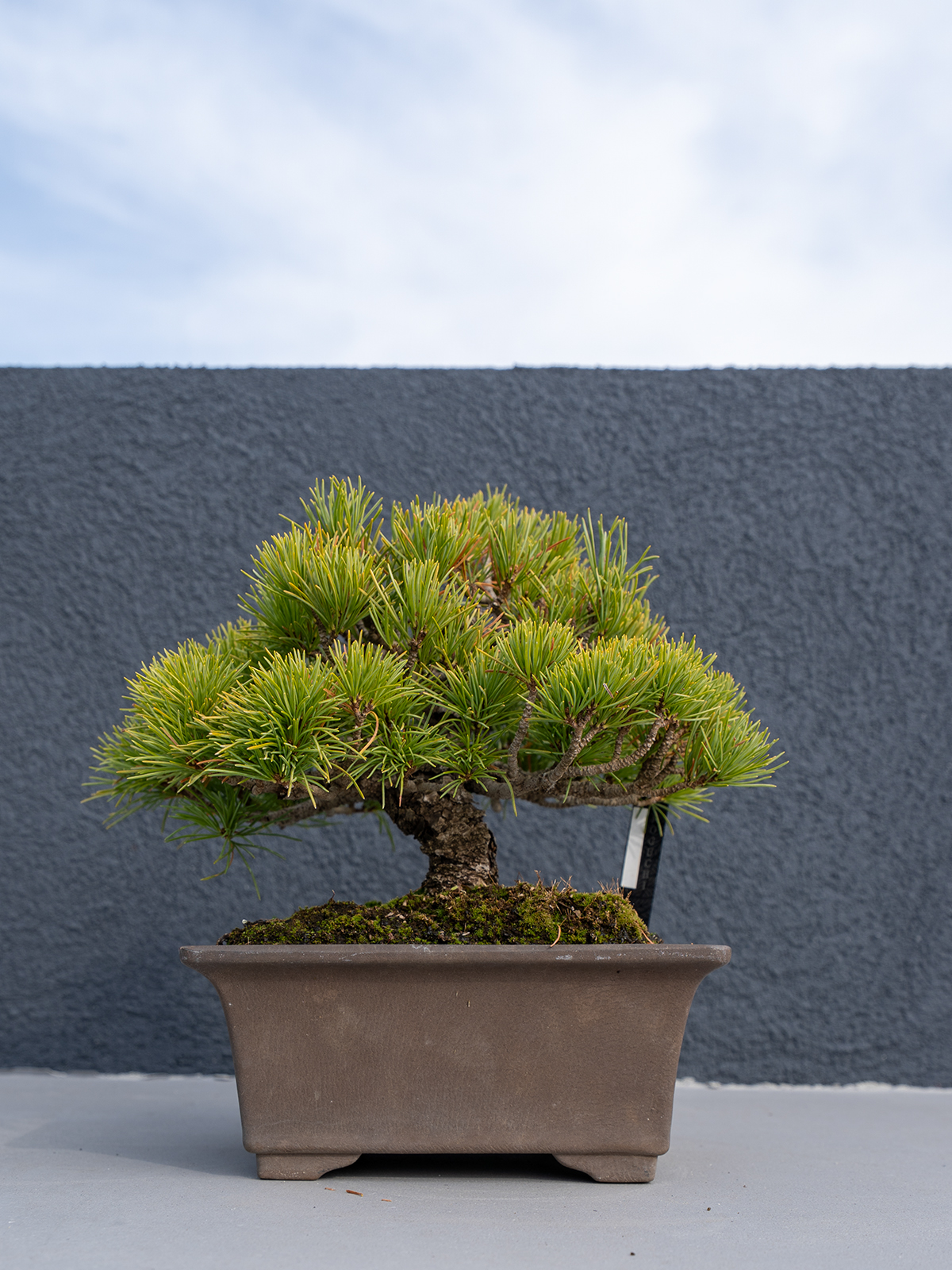 小品盆栽(小) - 画像 (8)