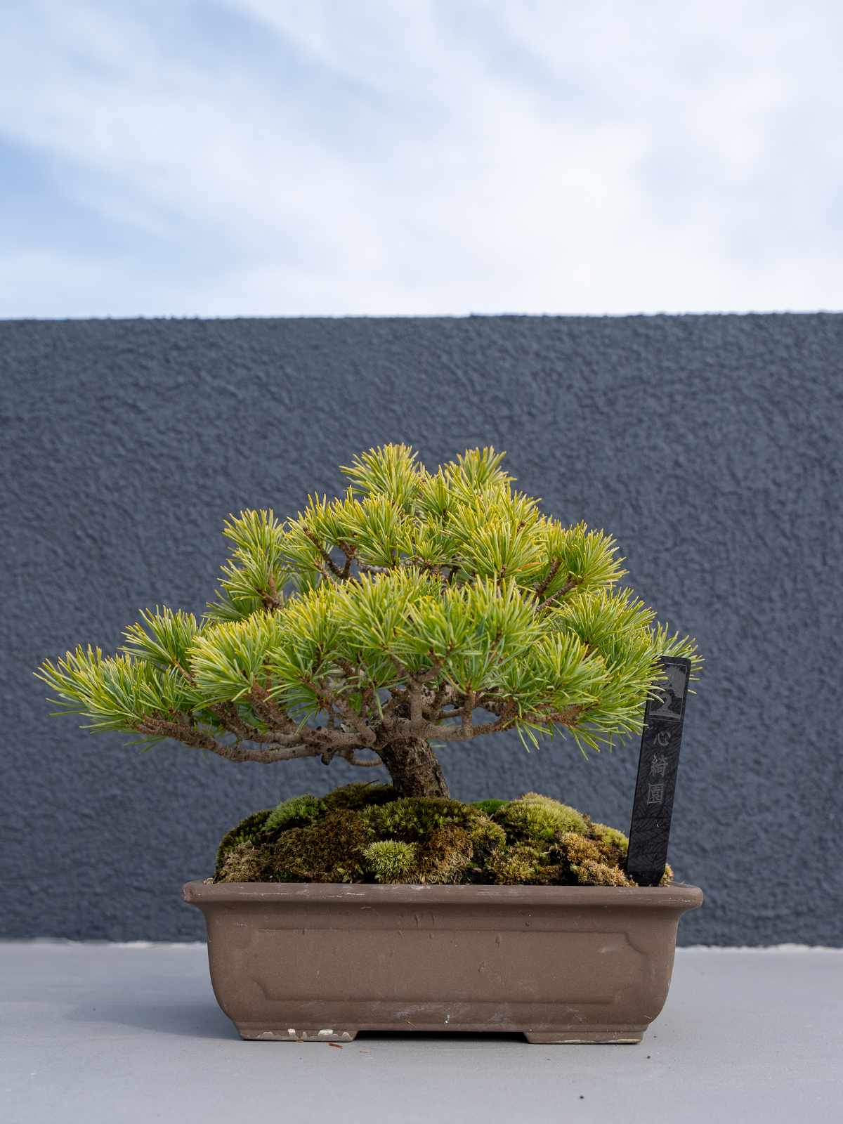 小品盆栽(小) - 画像 (10)