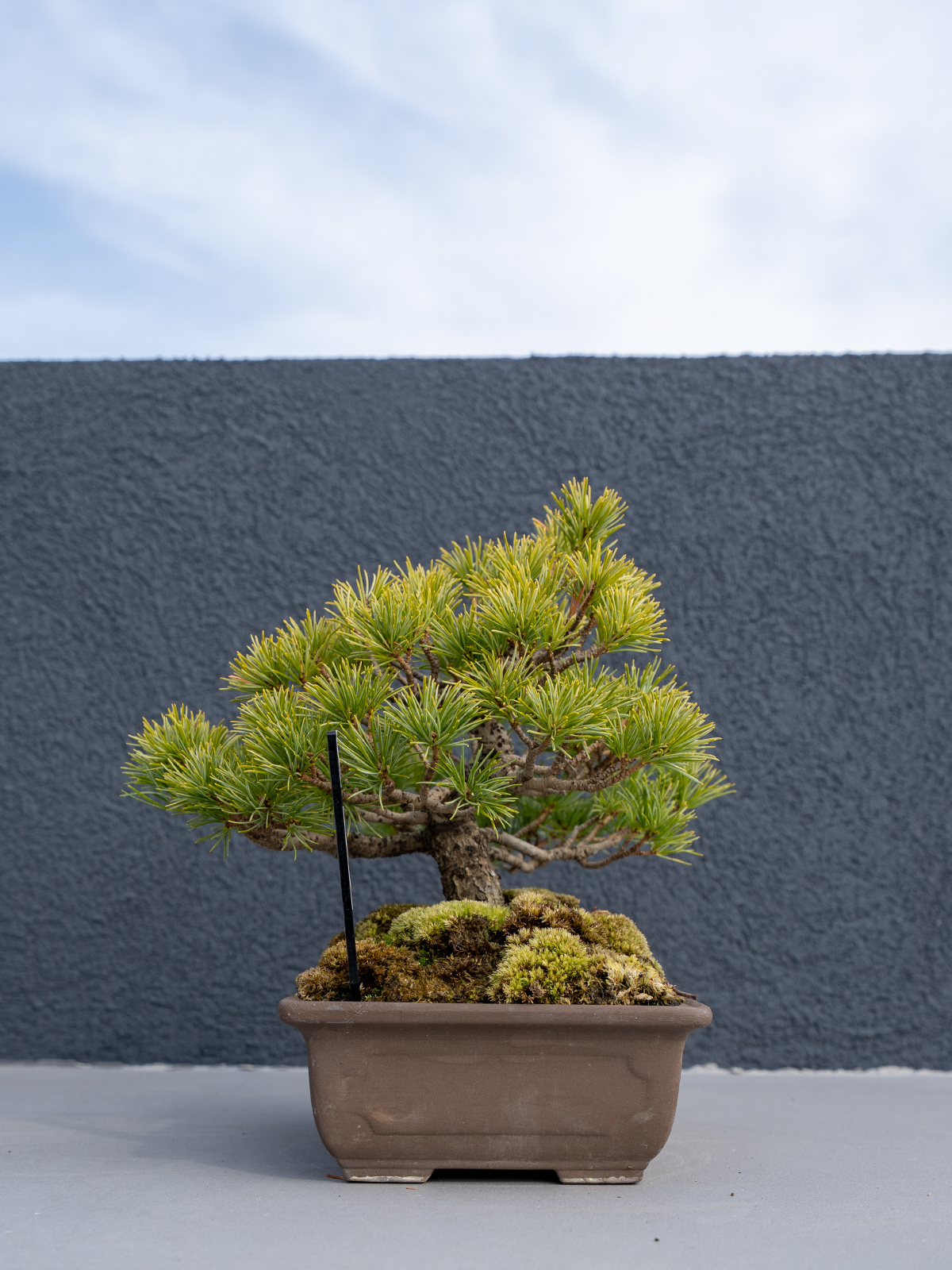 小品盆栽(小) - 画像 (11)