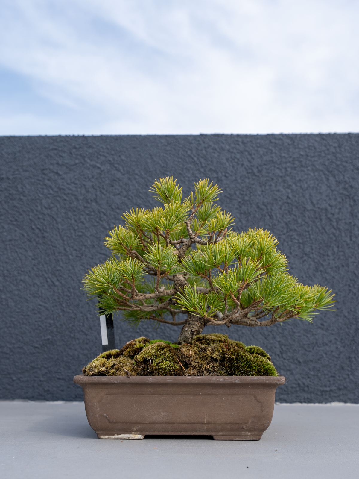 小品盆栽(小) - 画像 (12)