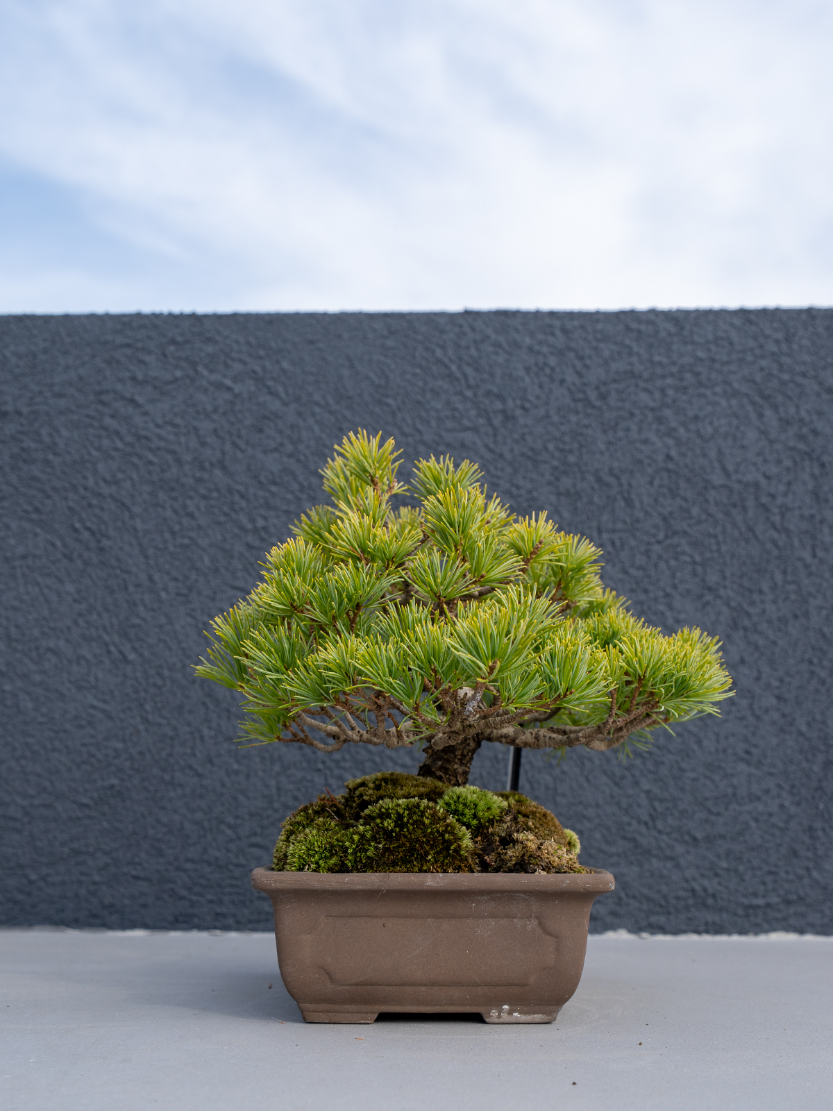 小品盆栽(小) - 画像 (13)