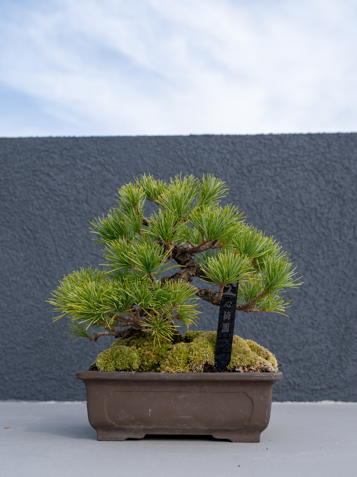 小品盆栽(小) - 画像 (14)