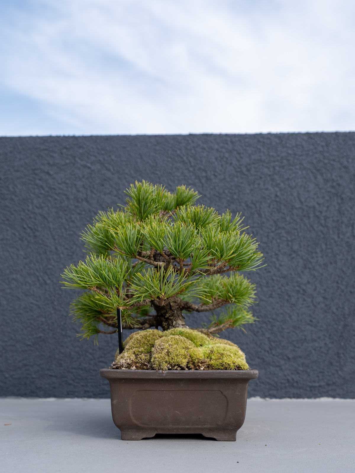 小品盆栽(小) - 画像 (15)