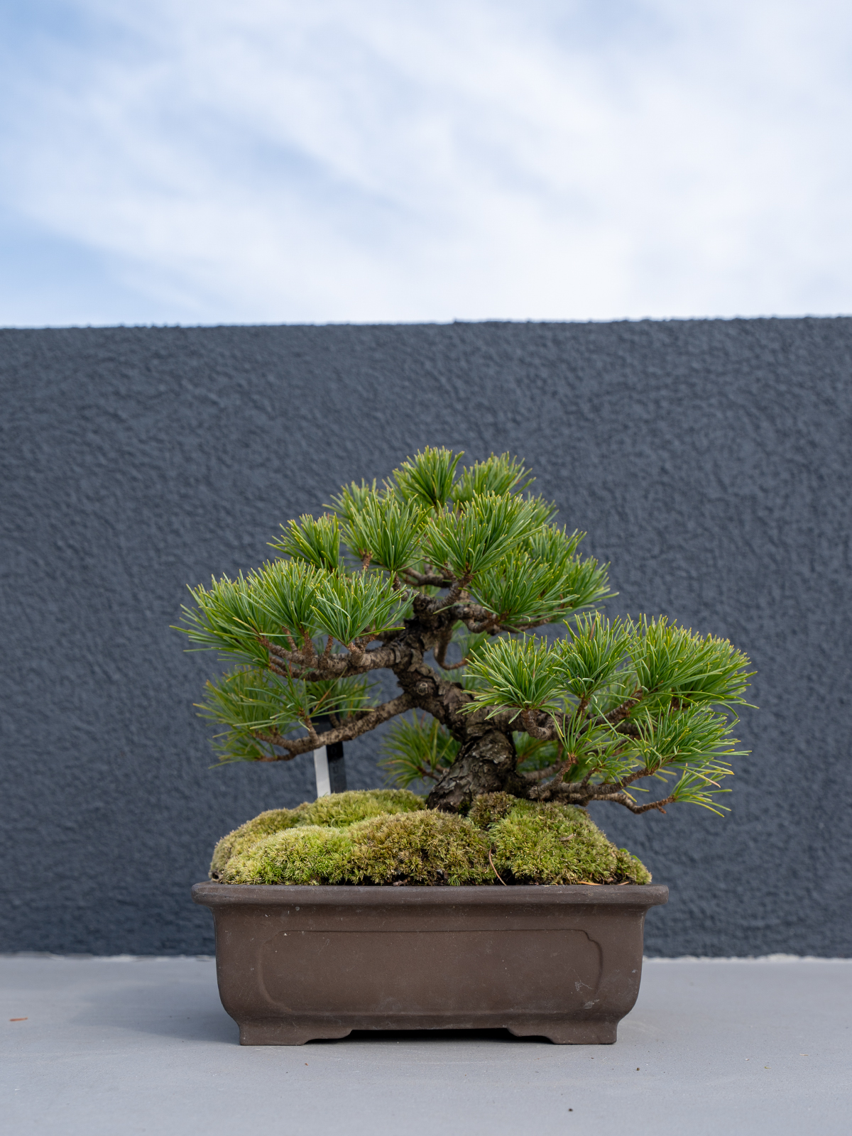 小品盆栽(小) - 画像 (16)