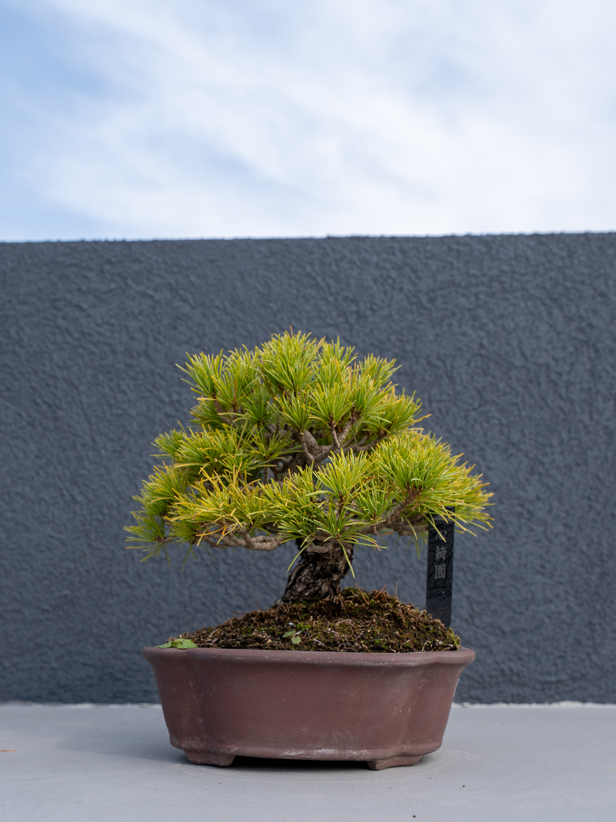 小品盆栽(小) - 画像 (18)