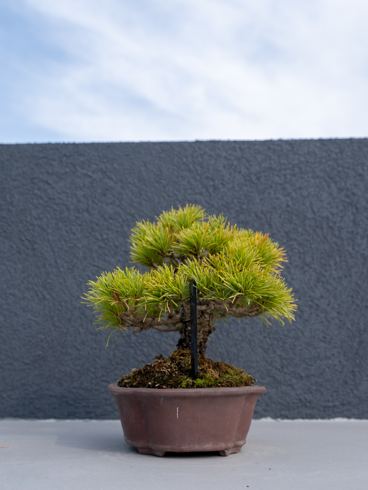 小品盆栽(小) - 画像 (19)