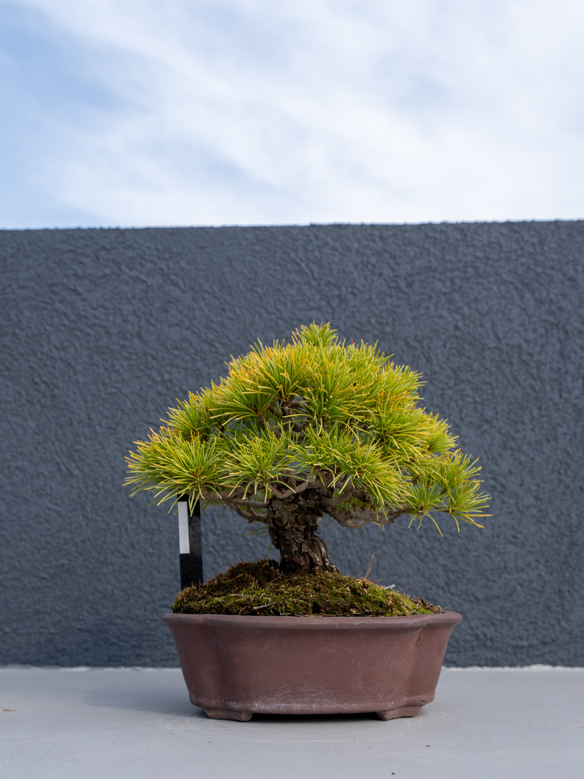 小品盆栽(小) - 画像 (20)