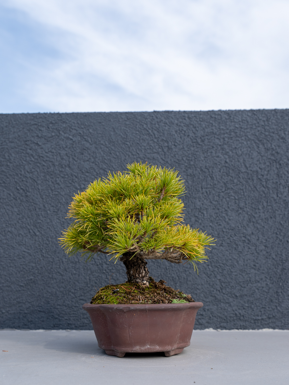 小品盆栽(小) - 画像 (21)