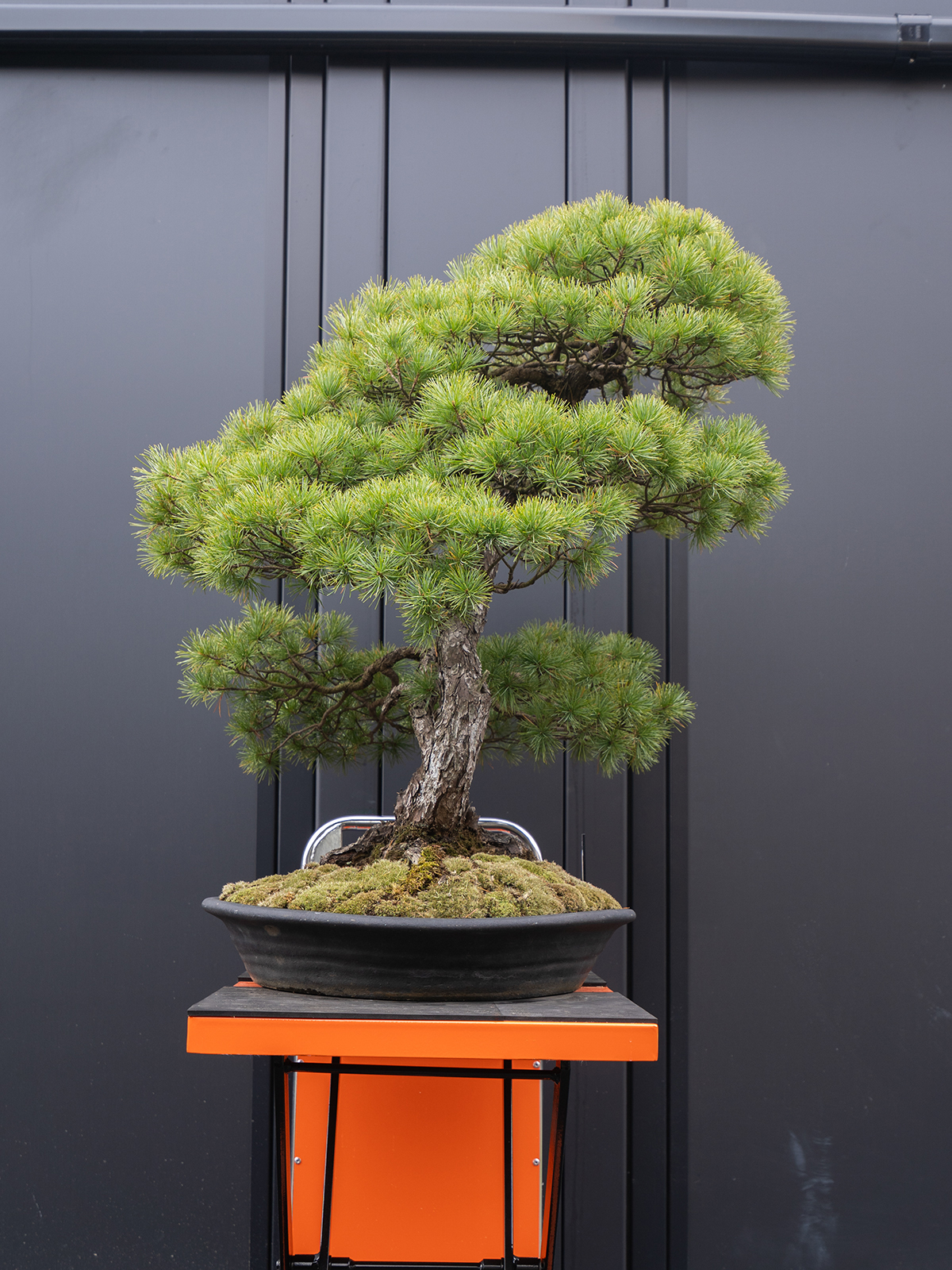 五葉松(大) - 画像 (2)