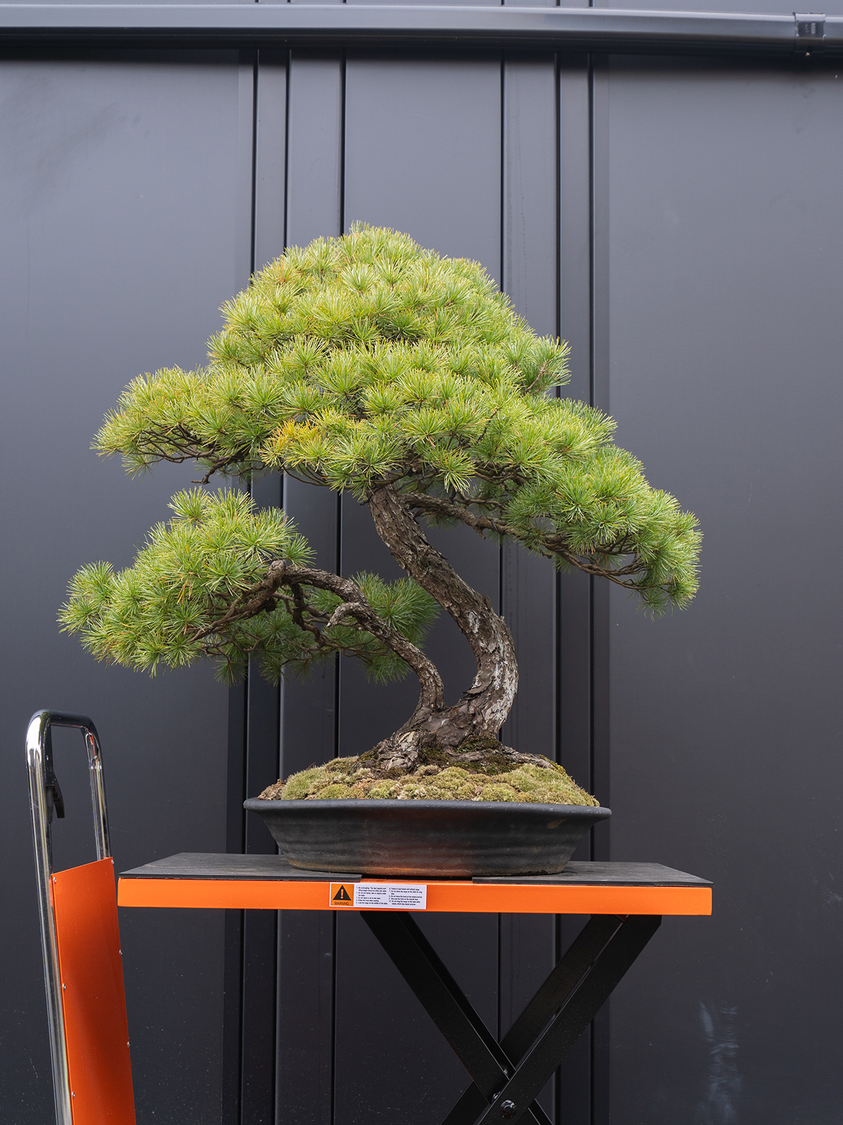 五葉松(大) - 画像 (3)