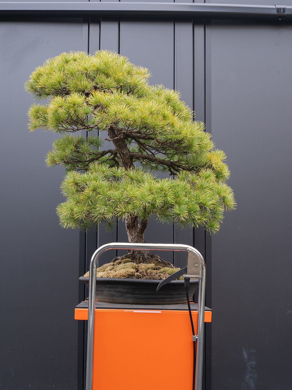 五葉松(大) - 画像 (4)