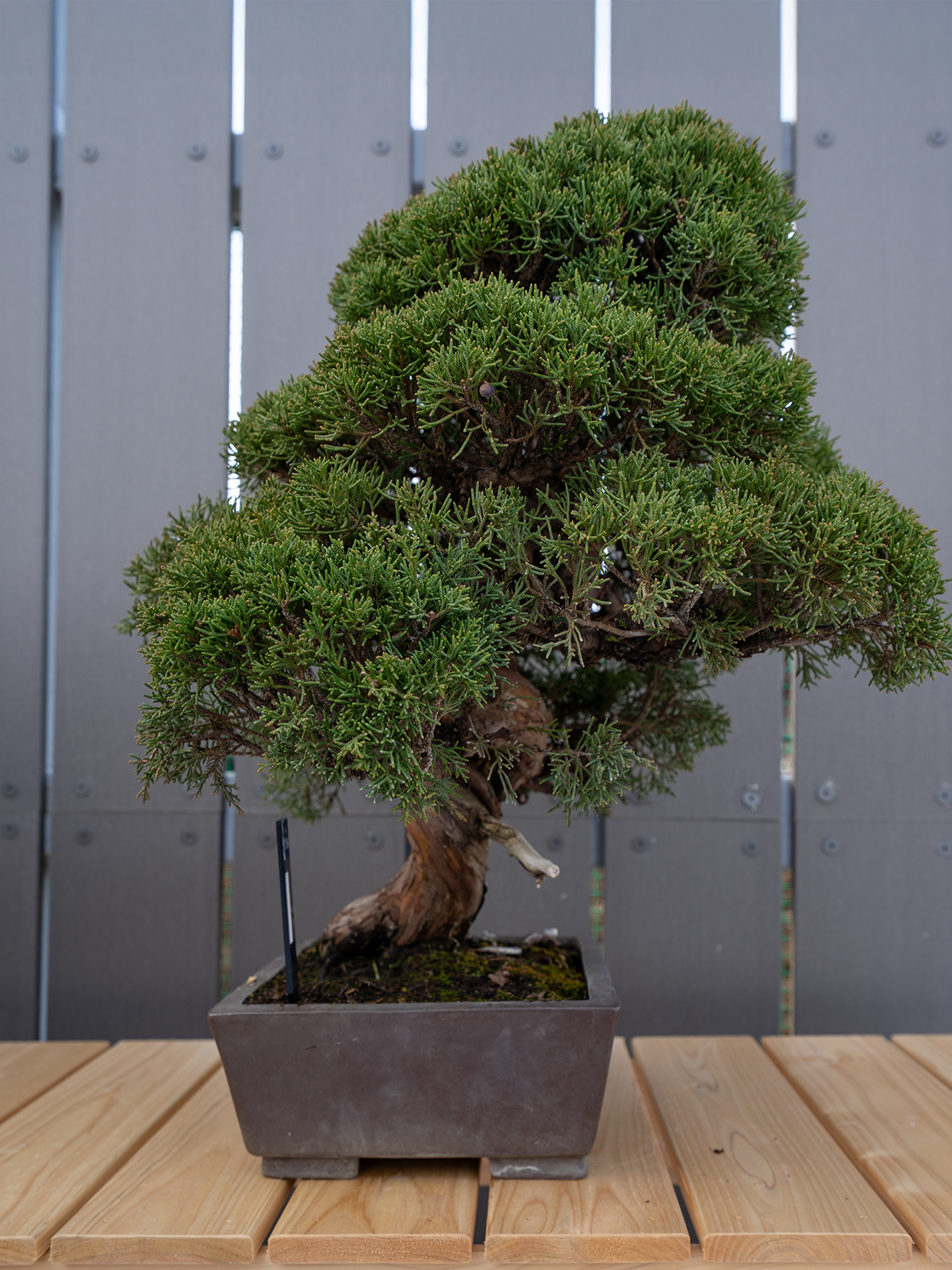 小品盆栽(小) - 画像 (3)