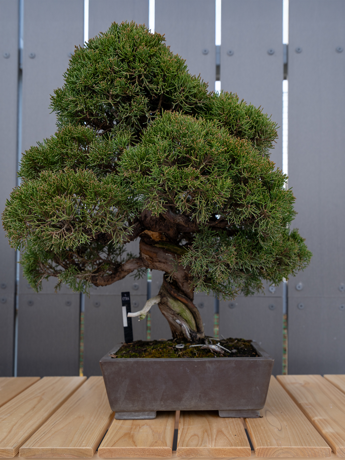 小品盆栽(小) - 画像 (4)