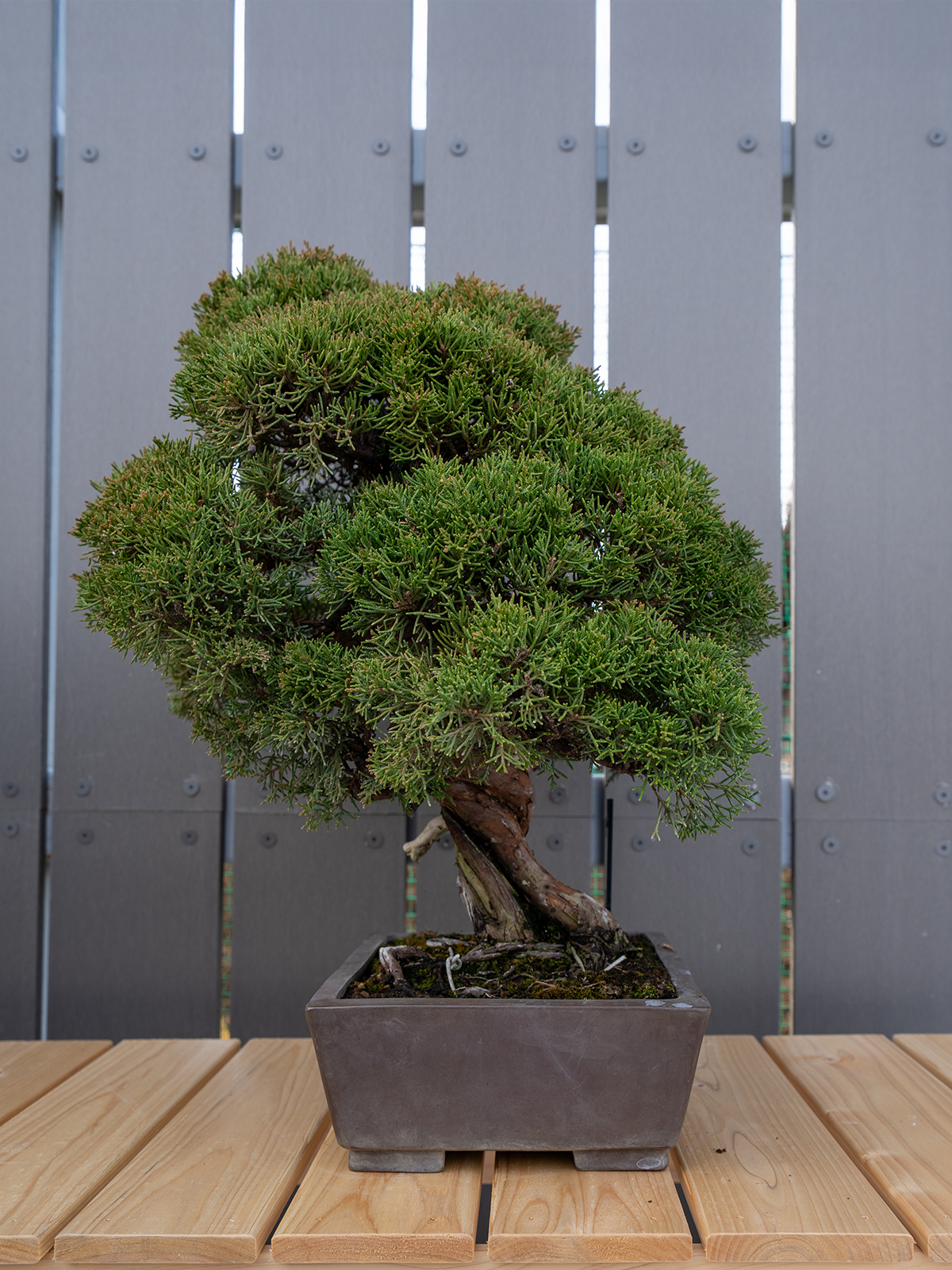 小品盆栽(小) - 画像 (5)