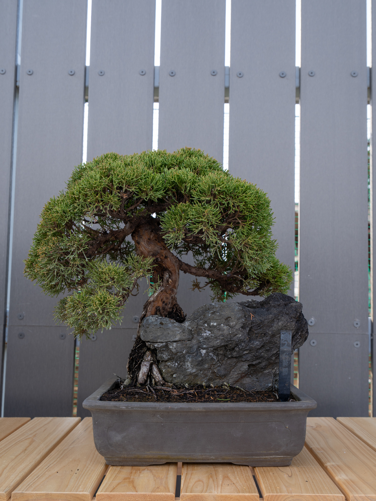 小品盆栽(小) - 画像 (6)