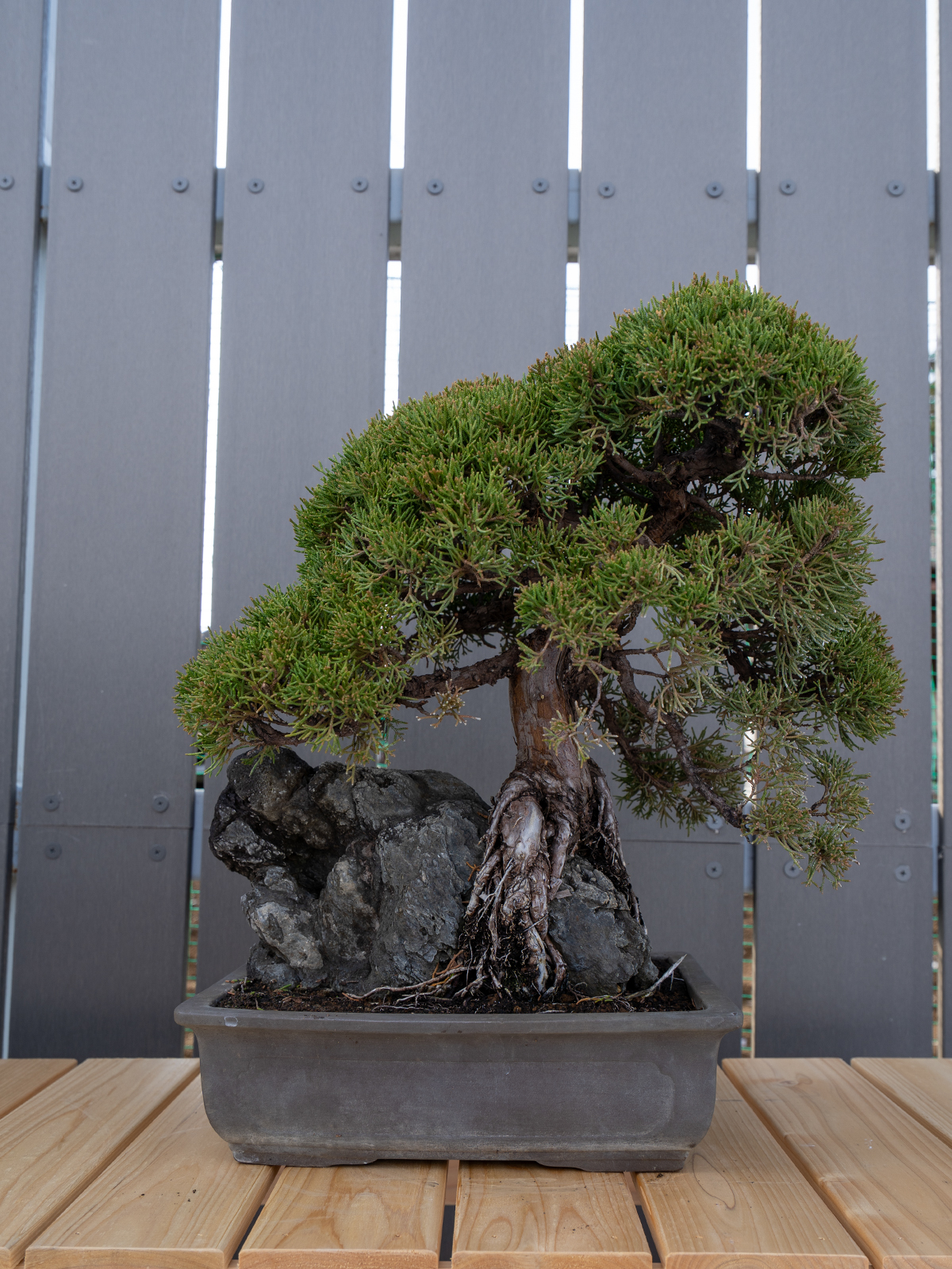 小品盆栽(小) - 画像 (8)