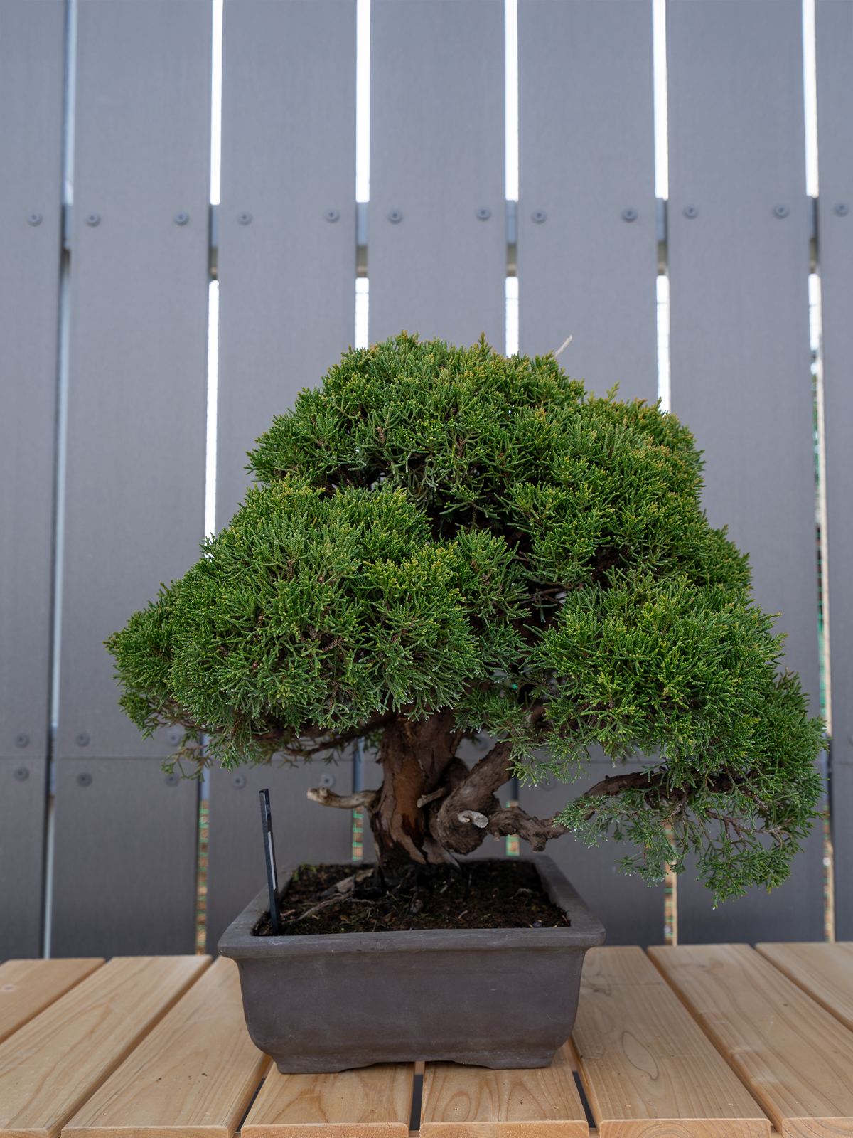 小品盆栽(小) - 画像 (11)