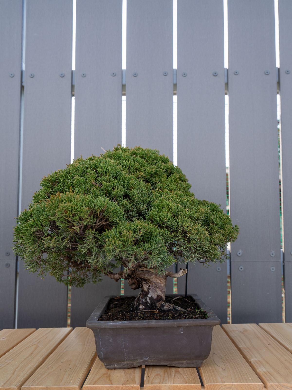 小品盆栽(小) - 画像 (13)