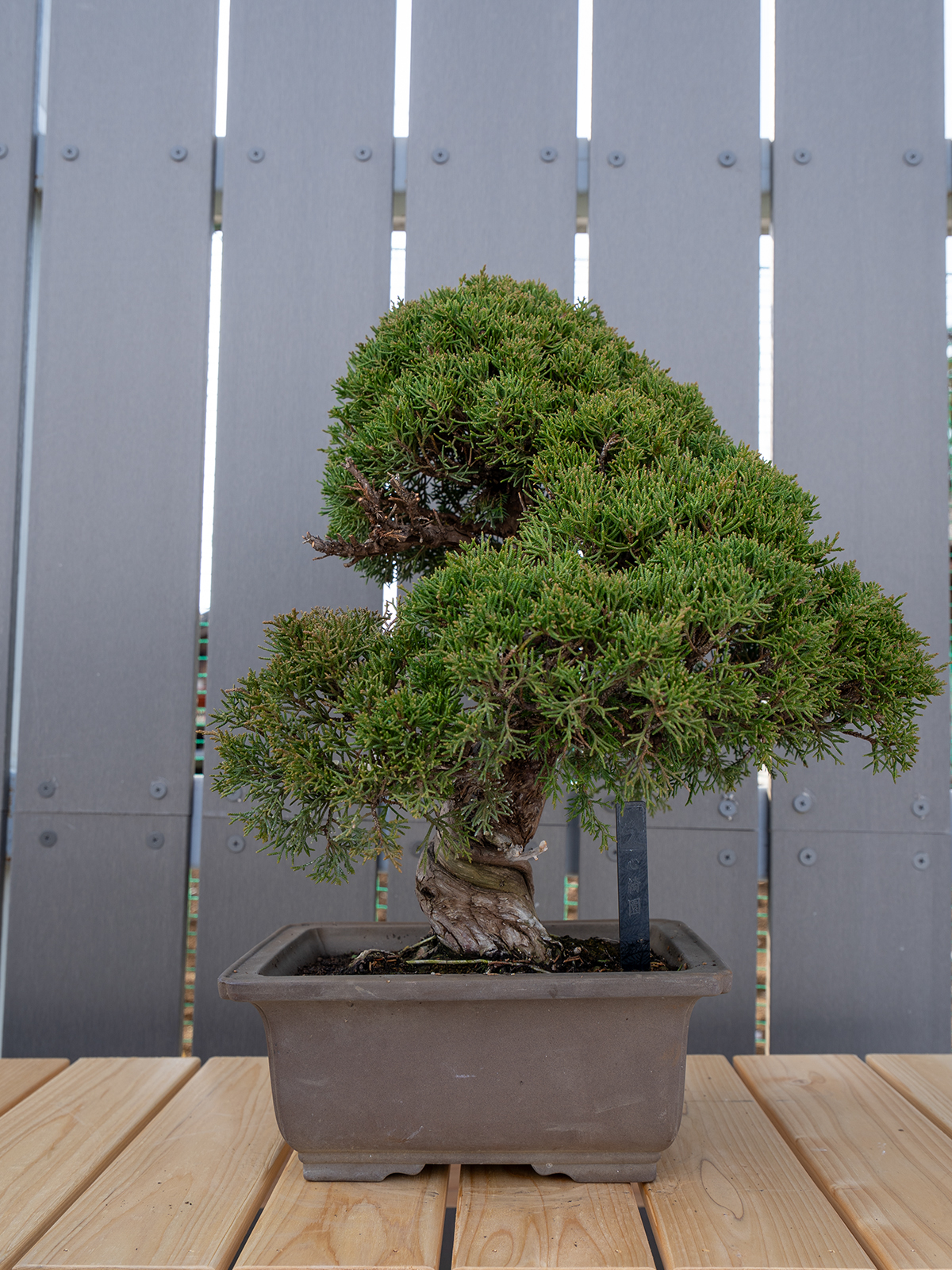 小品盆栽(小) - 画像 (14)