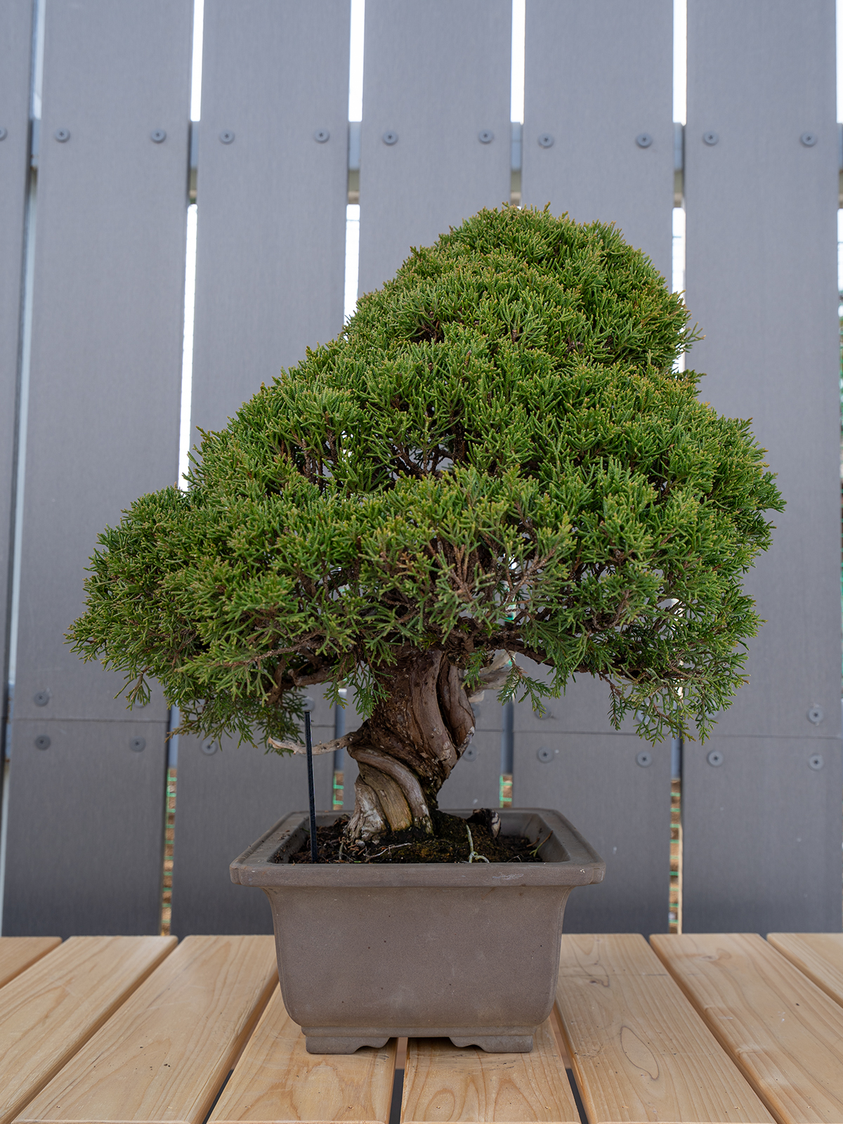 小品盆栽(小) - 画像 (15)