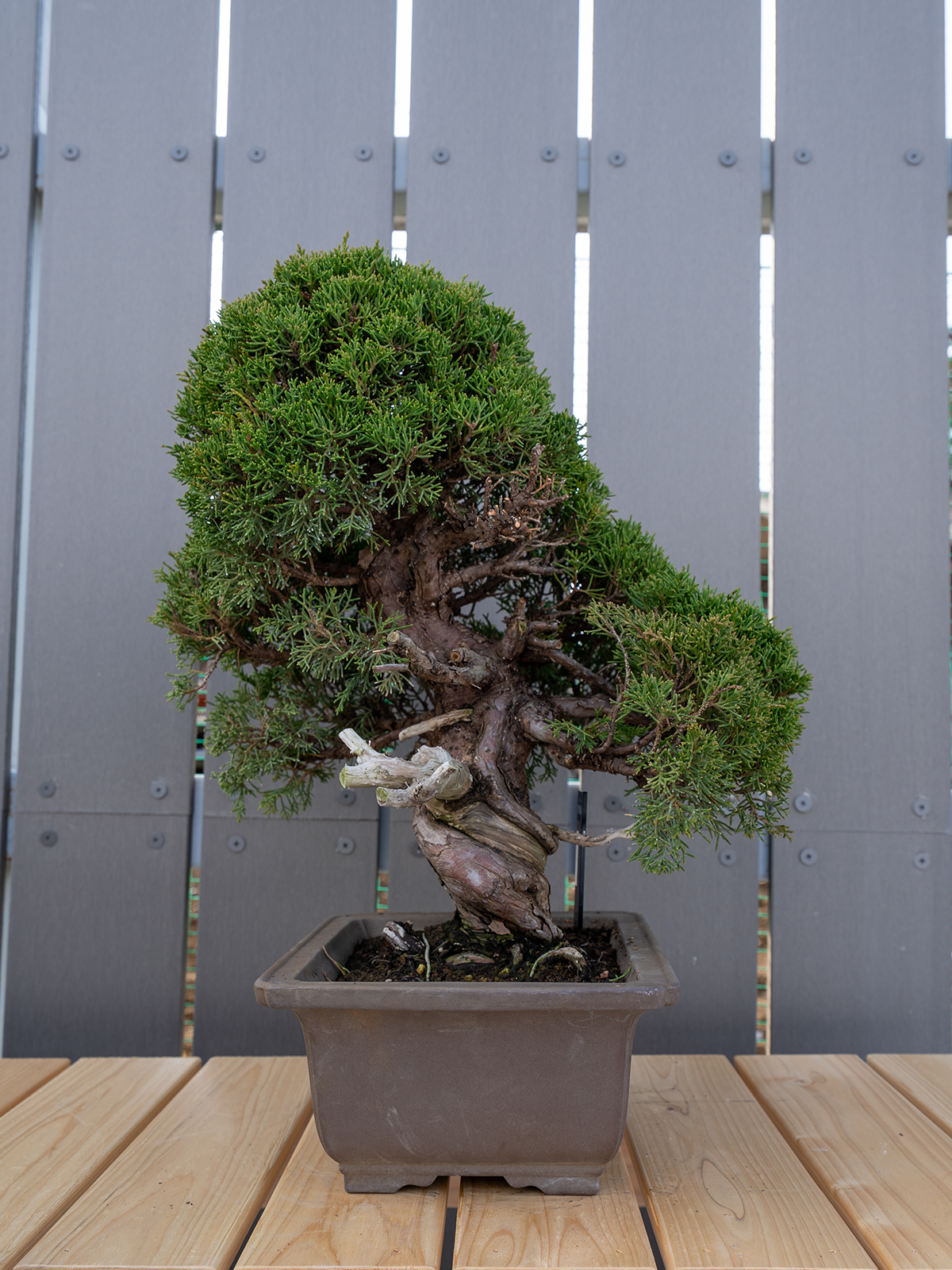 小品盆栽(小) - 画像 (17)