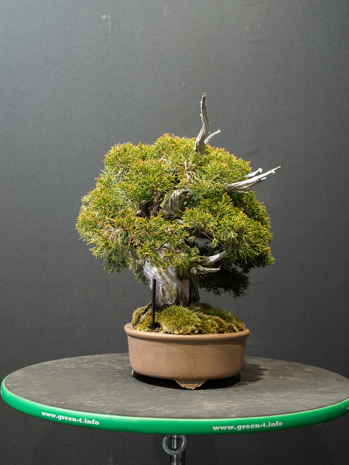 真柏(小) - 画像 (2)