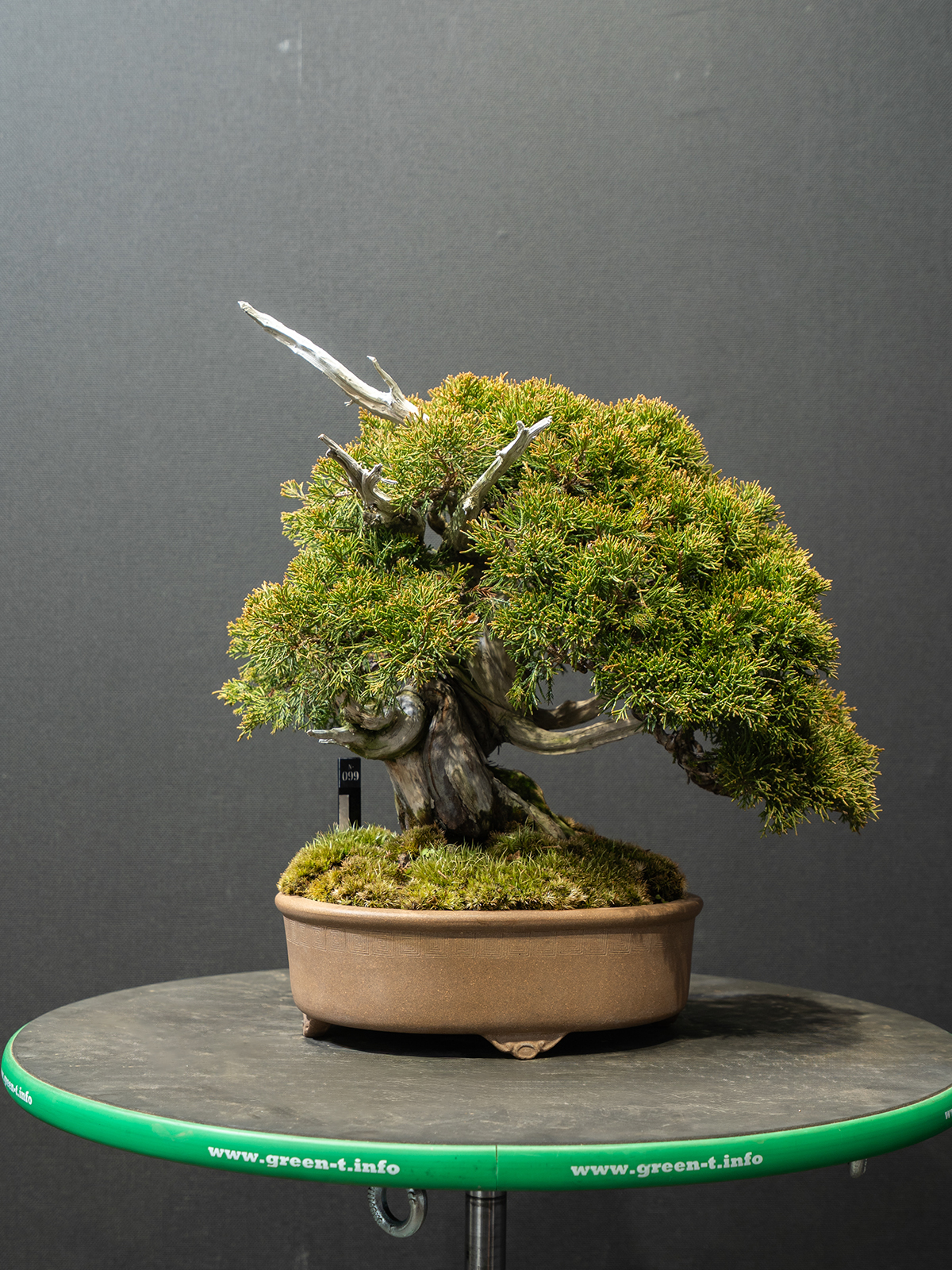 真柏(小) - 画像 (3)