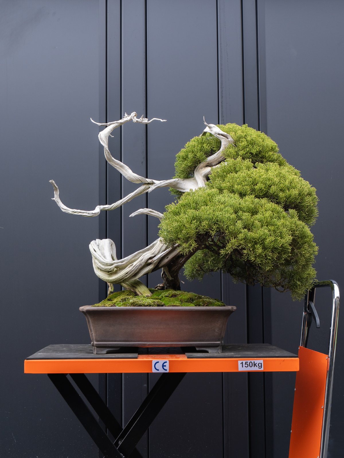 真柏(小) - 画像 (3)