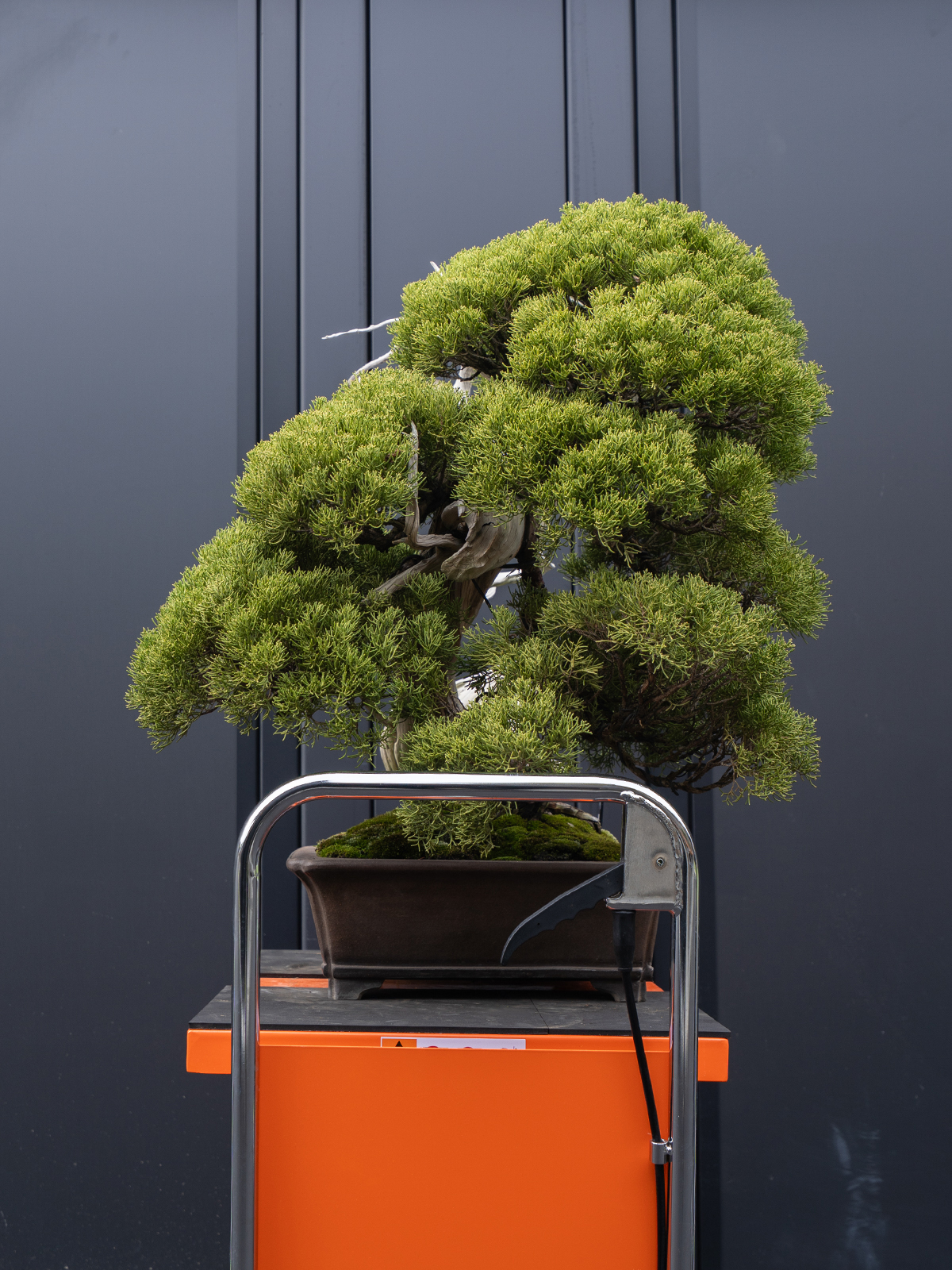 真柏(小) - 画像 (4)