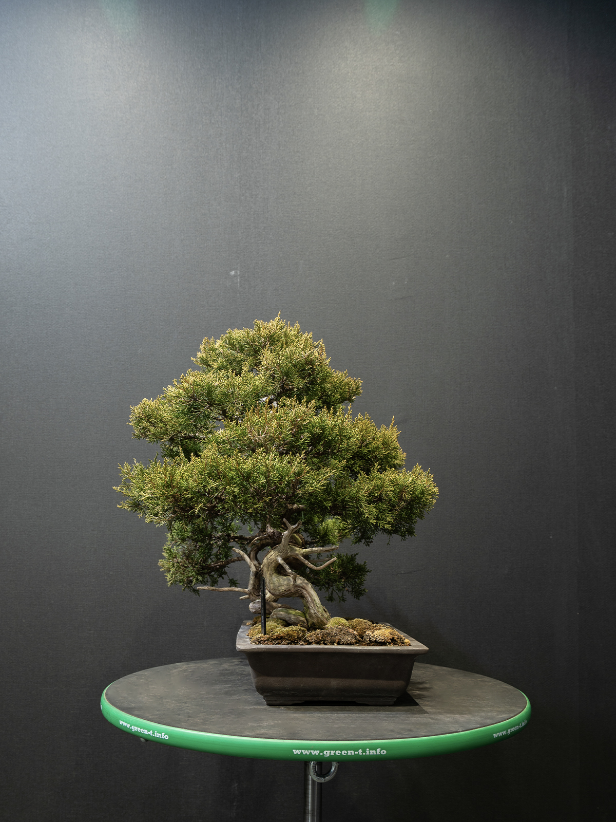 真柏(小) - 画像 (2)